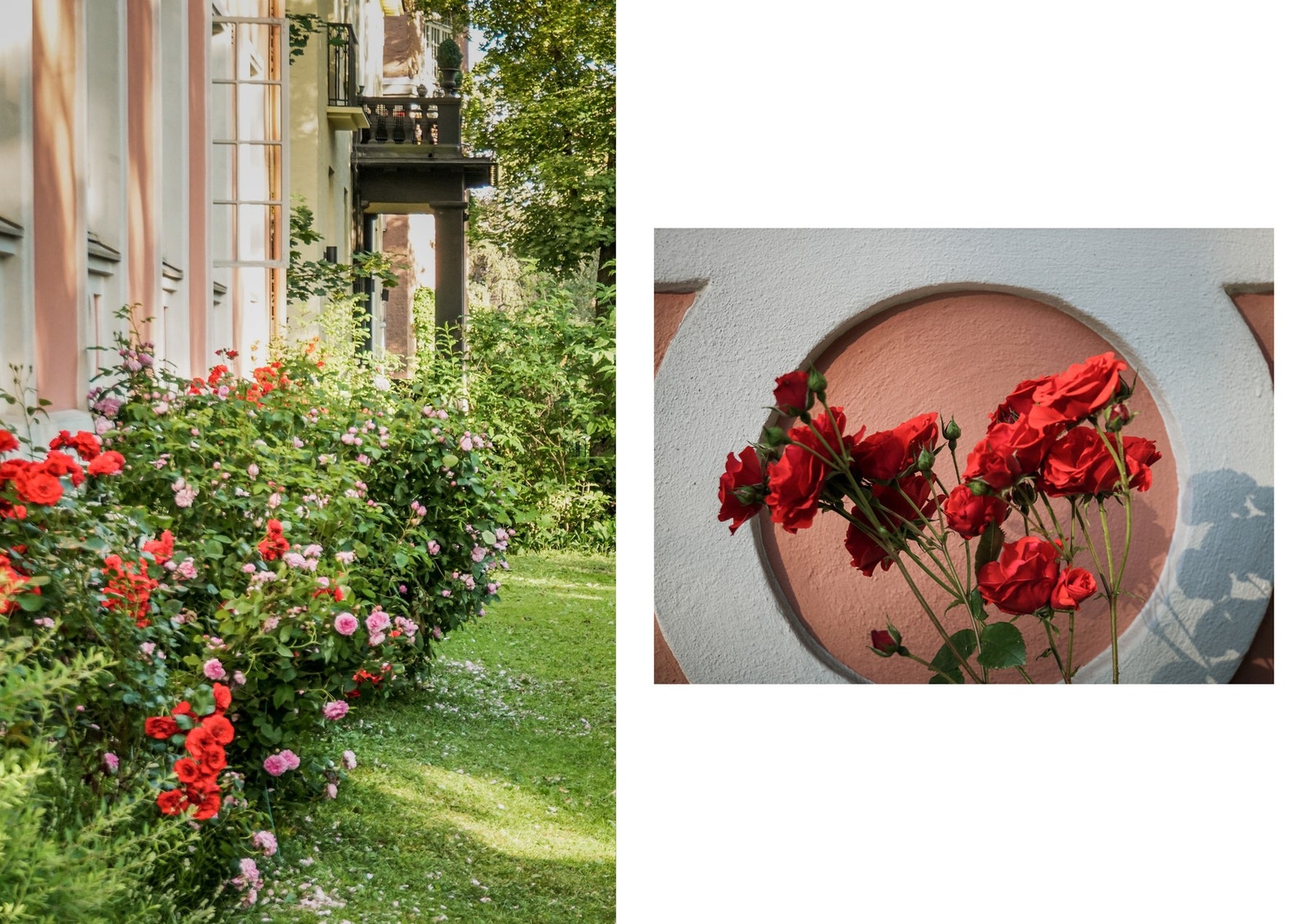 Bo blant frodige omgivelser: Historiske roser tilfører fine farger til hagen. Galleribilde