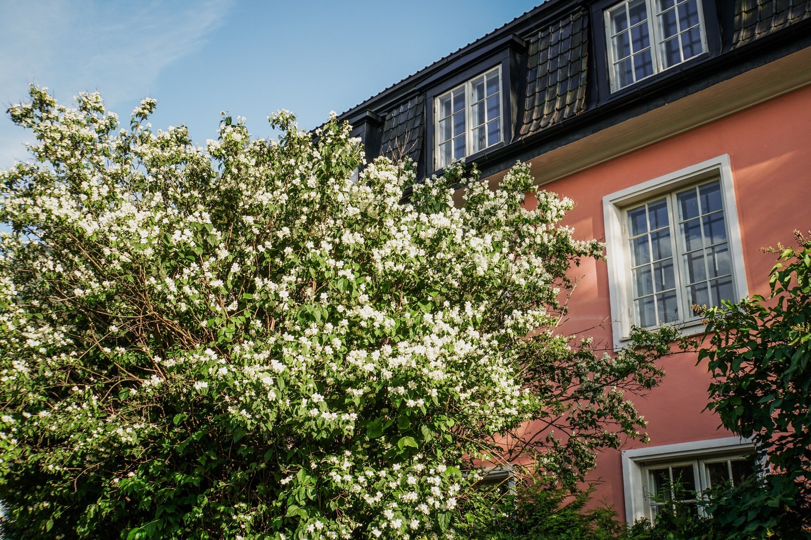 Hagen bugner av syriner og velduftende jasmin. Galleribilde