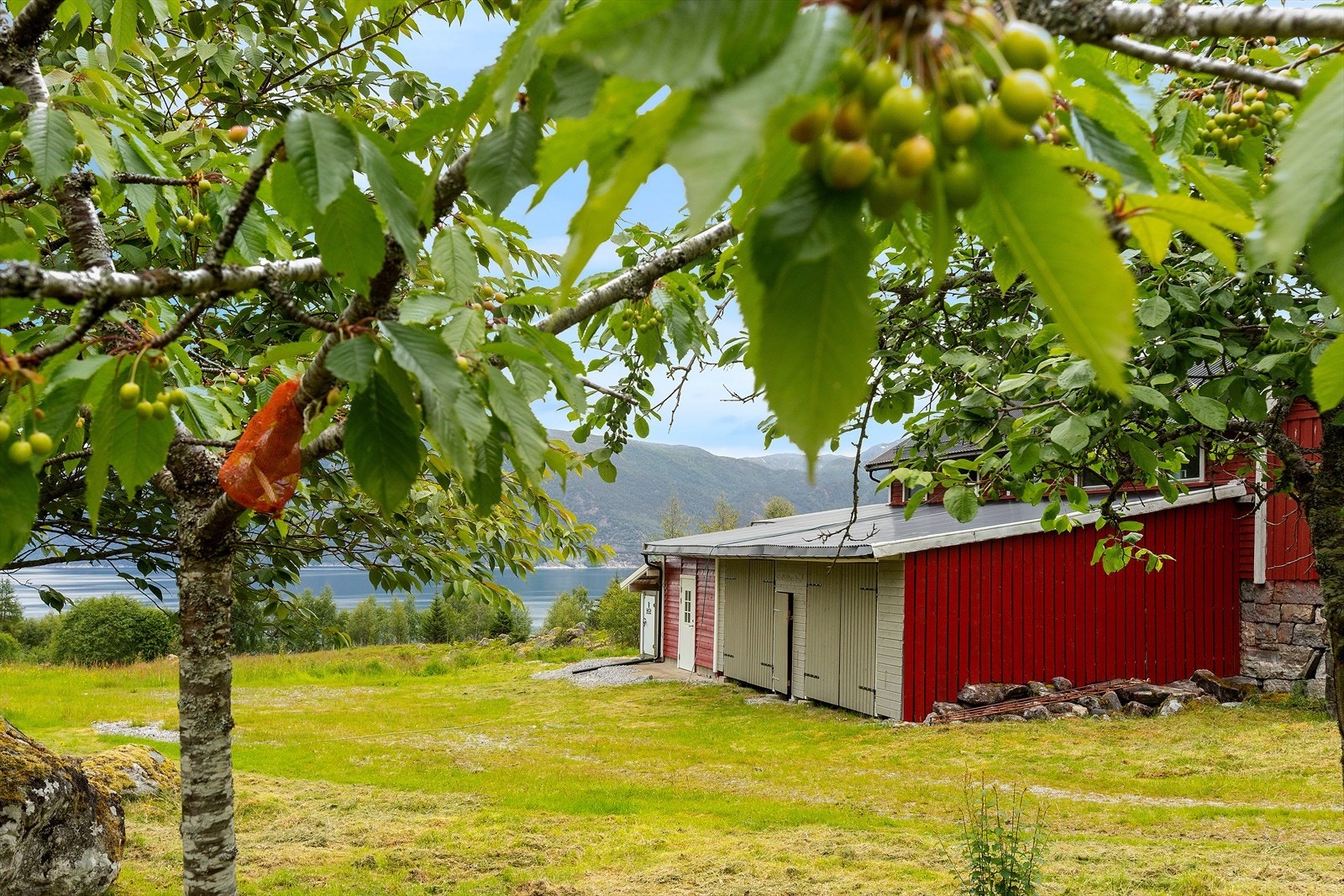 Eiendommen har en rekke frukt og bær som kan sankes gjennom sommerhalvåret. Galleribilde