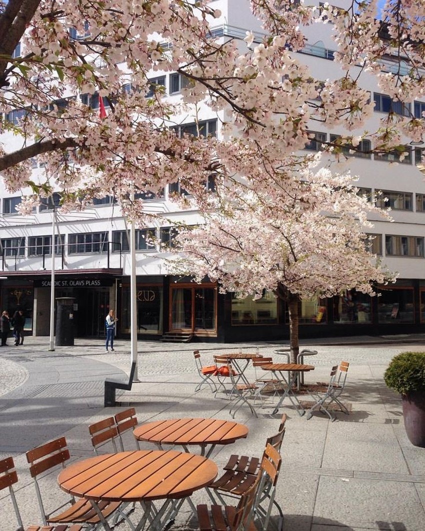 Kirsebærblomstring på St. Olavs Plass Galleribilde