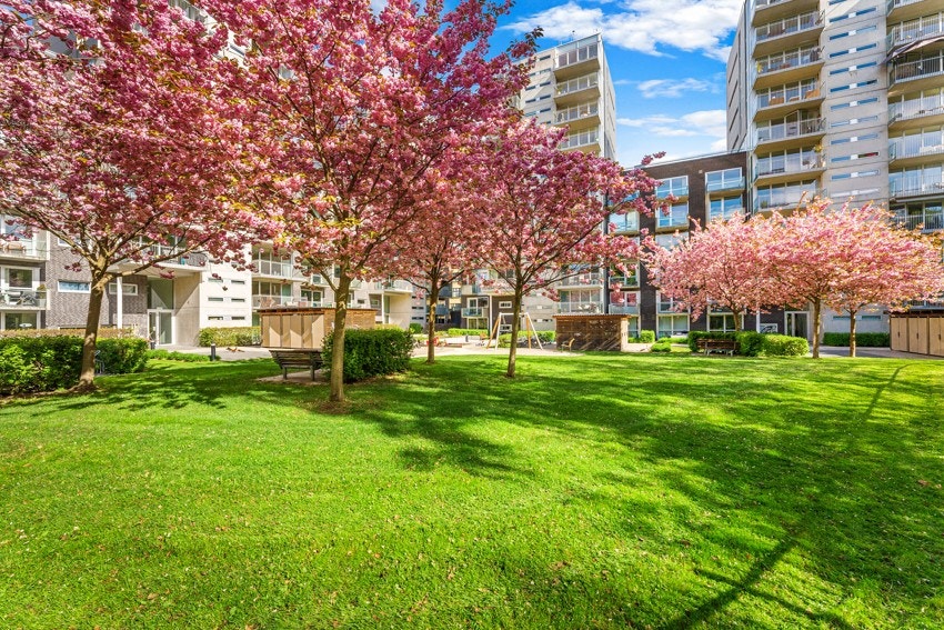 Japanske kirsebærtrær som blomstrer vakkert i mai - Sameiet består av 254 seksjoner og er meget veldrevent. Galleribilde