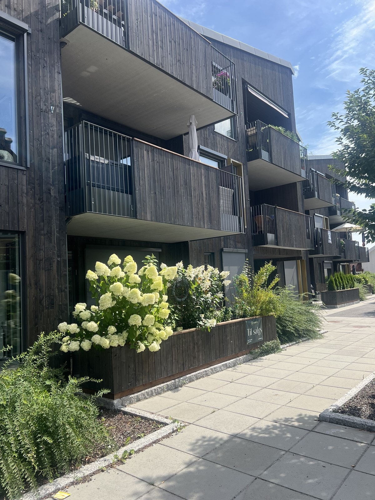 Fin blomstring på terrassen Galleribilde