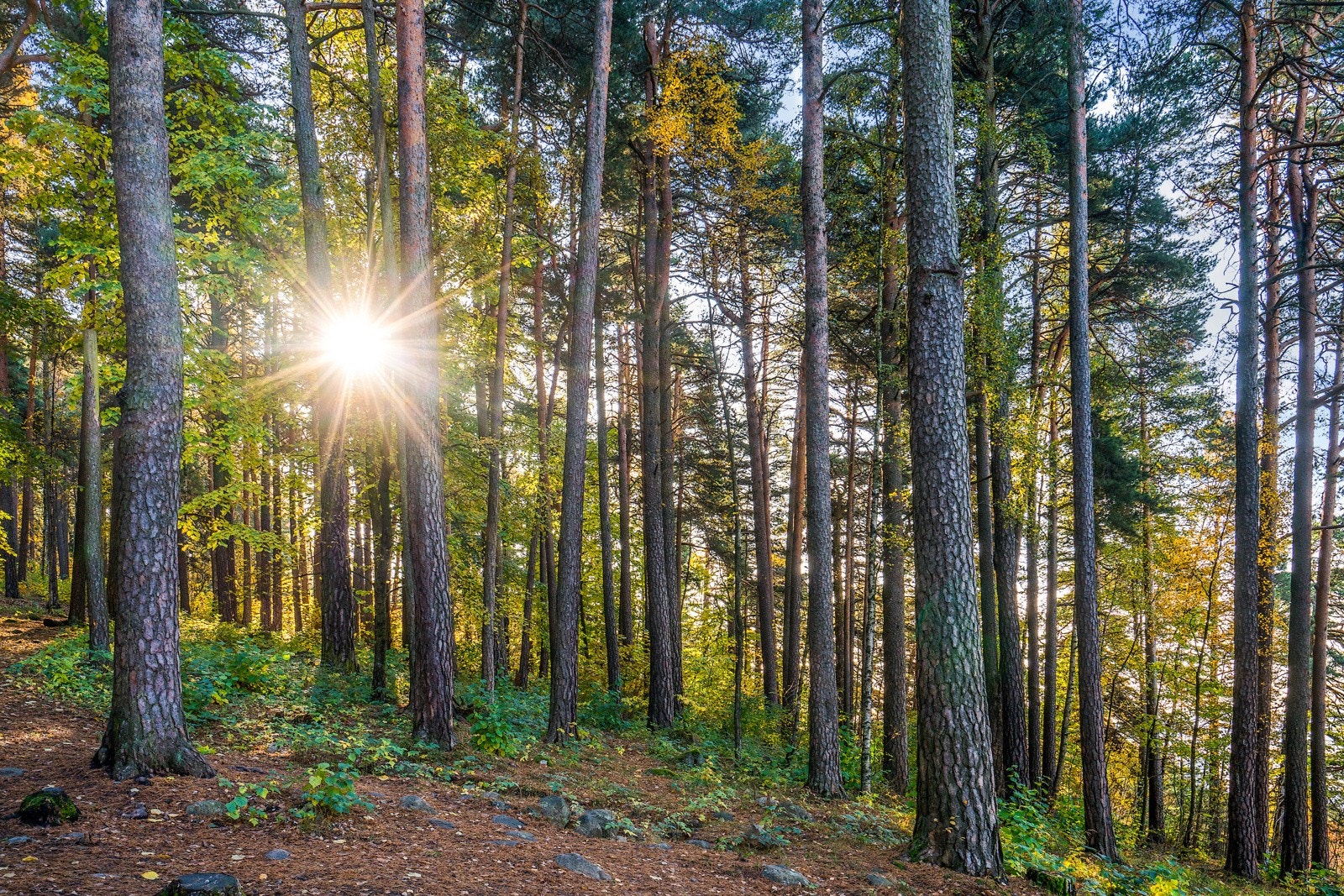 Ekebergparken. Er du den aktive typen er det kort vei til Østmarka eller Ekebergskogen med sine flotte tur- og rekreasjonsmuligheter året rundt. Galleribilde