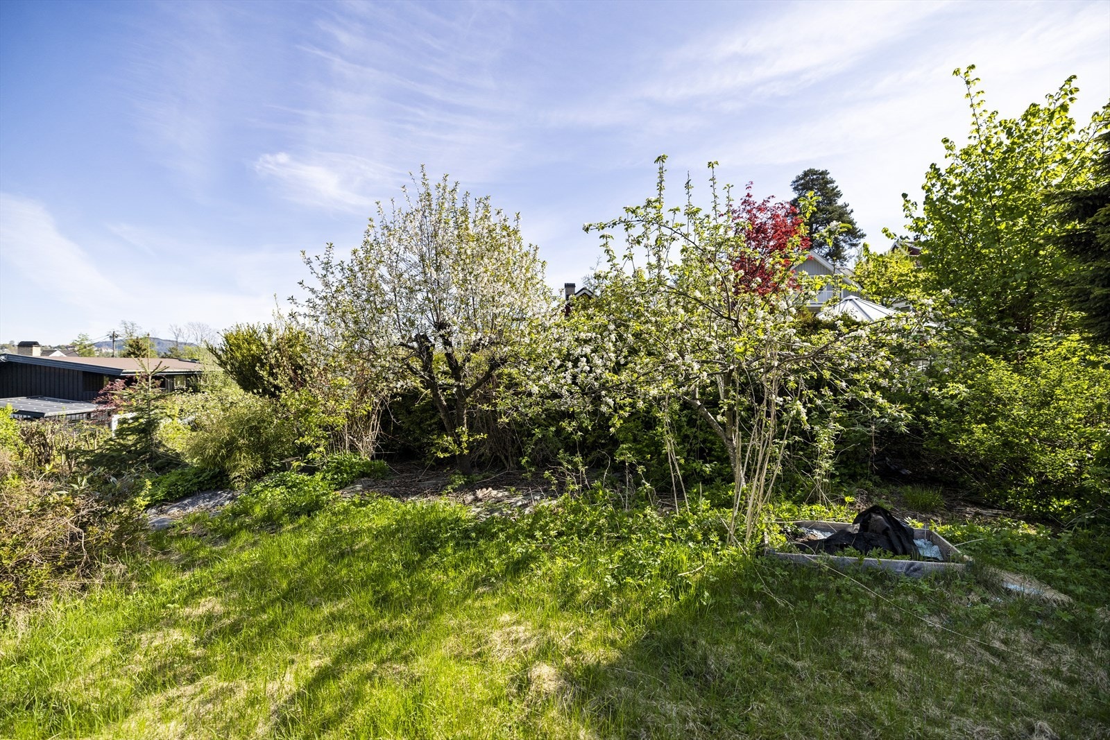Flere prydbusker i hagen, gode solforhold. Galleribilde