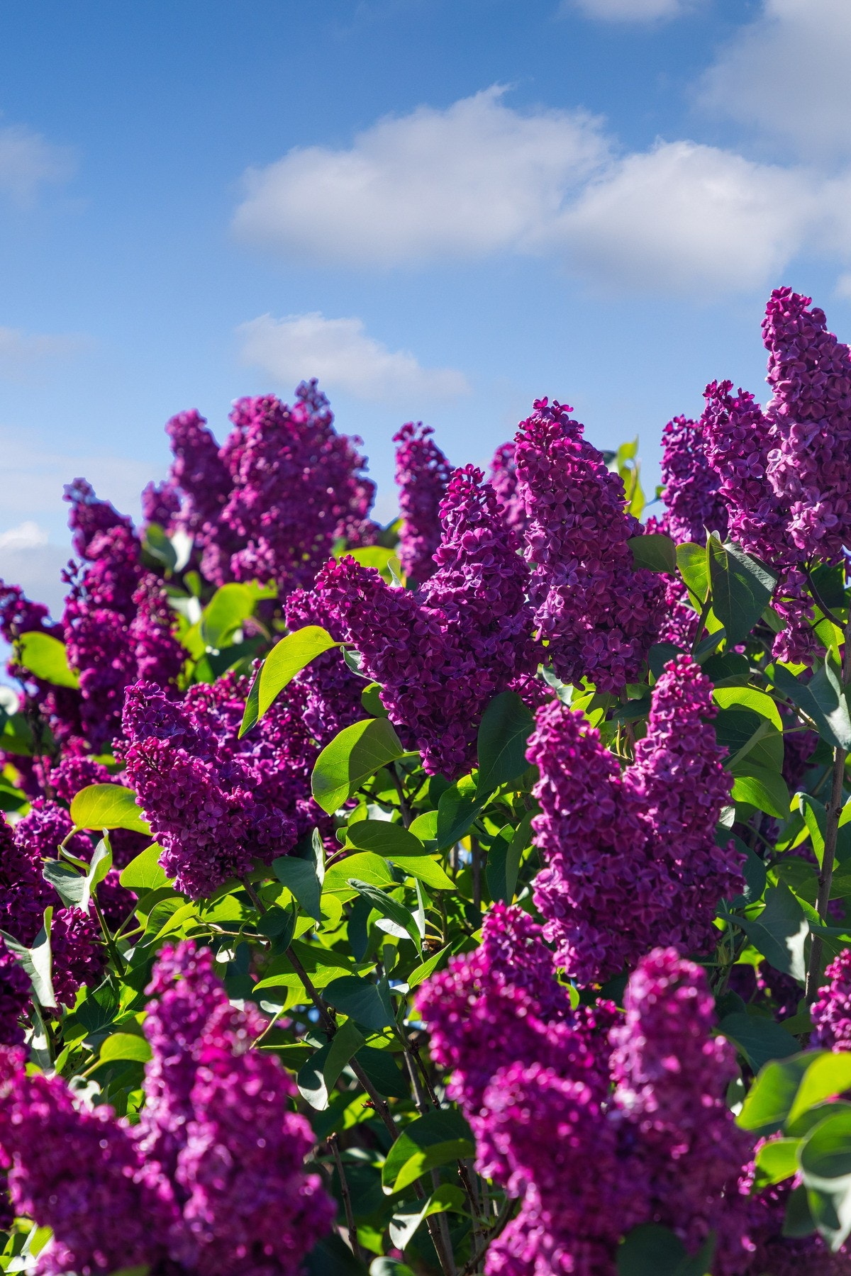 Tomten er svært pent opparbeidet og har variert beplantning i flotte farger! Galleribilde