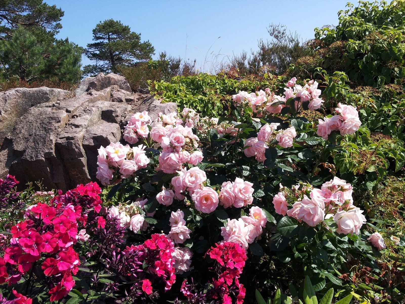 Selgers bilde- sommerstid Galleribilde