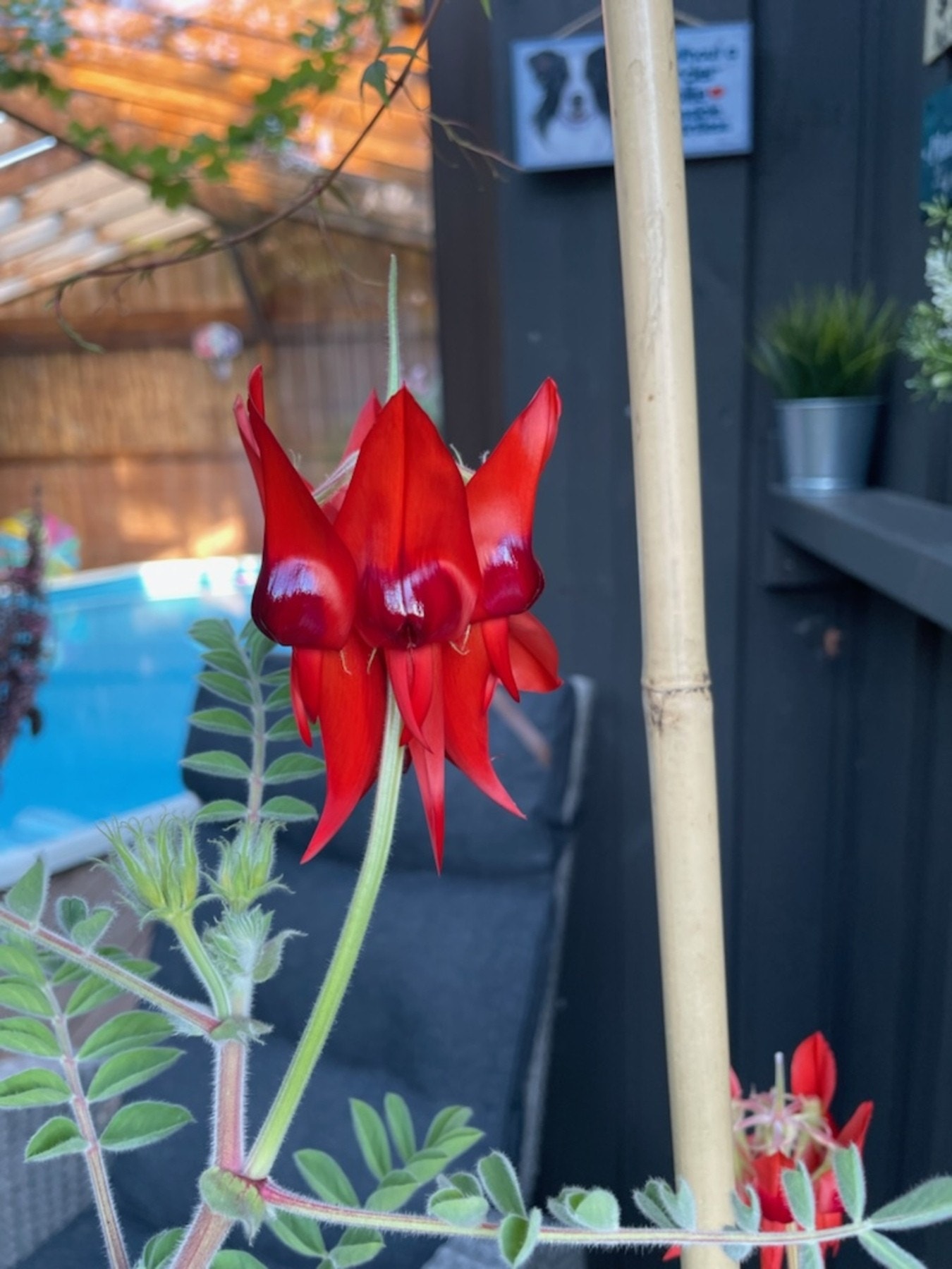 Diverse fra hagen Galleribilde