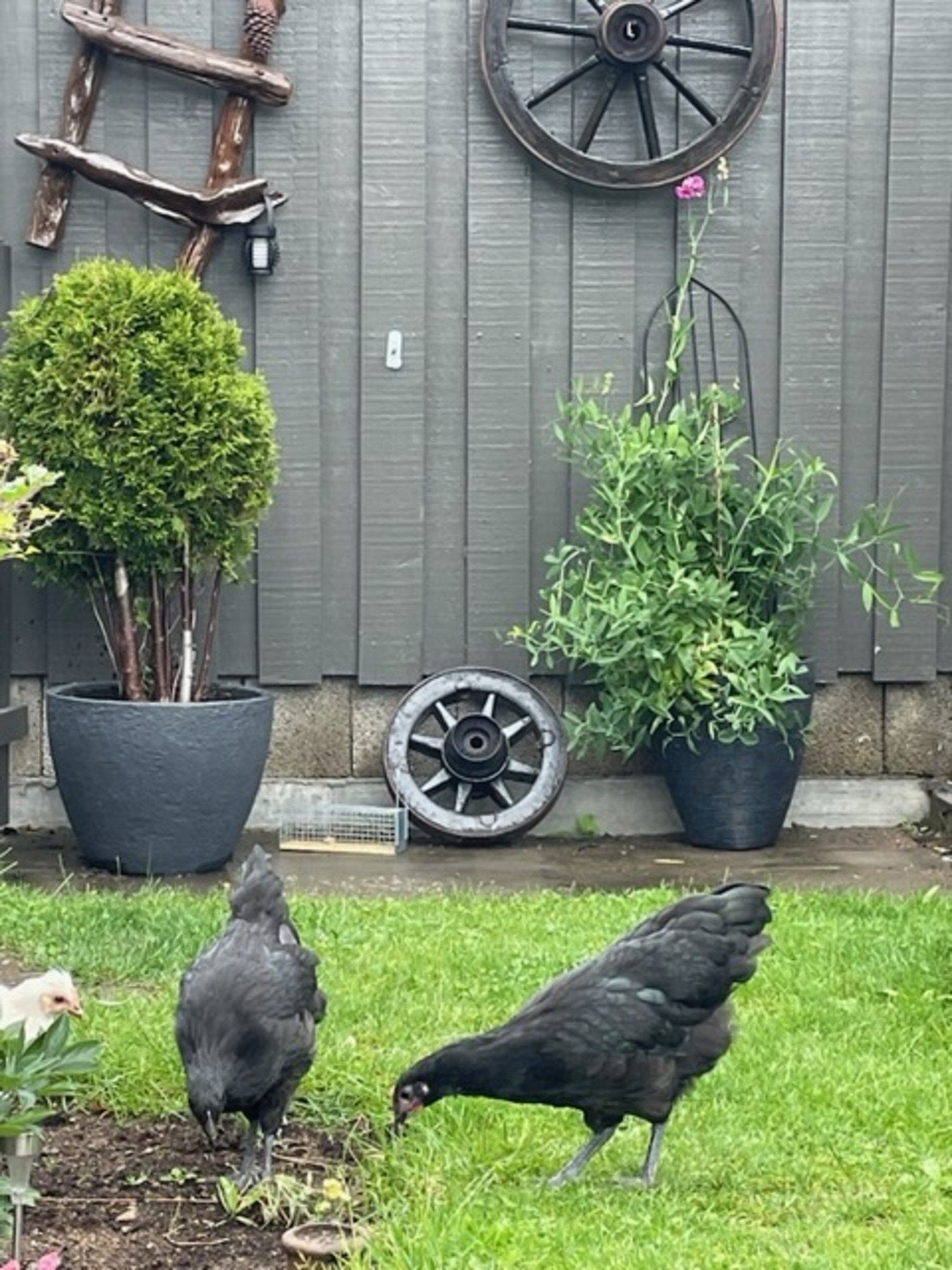 Diverse fra hagen - det er ikke høner her nå. Galleribilde