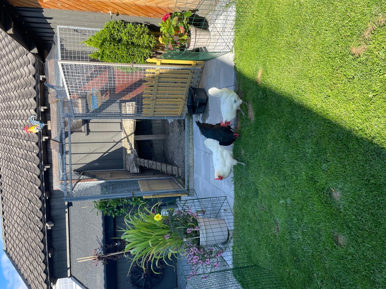 Diverse fra hagen Galleribilde