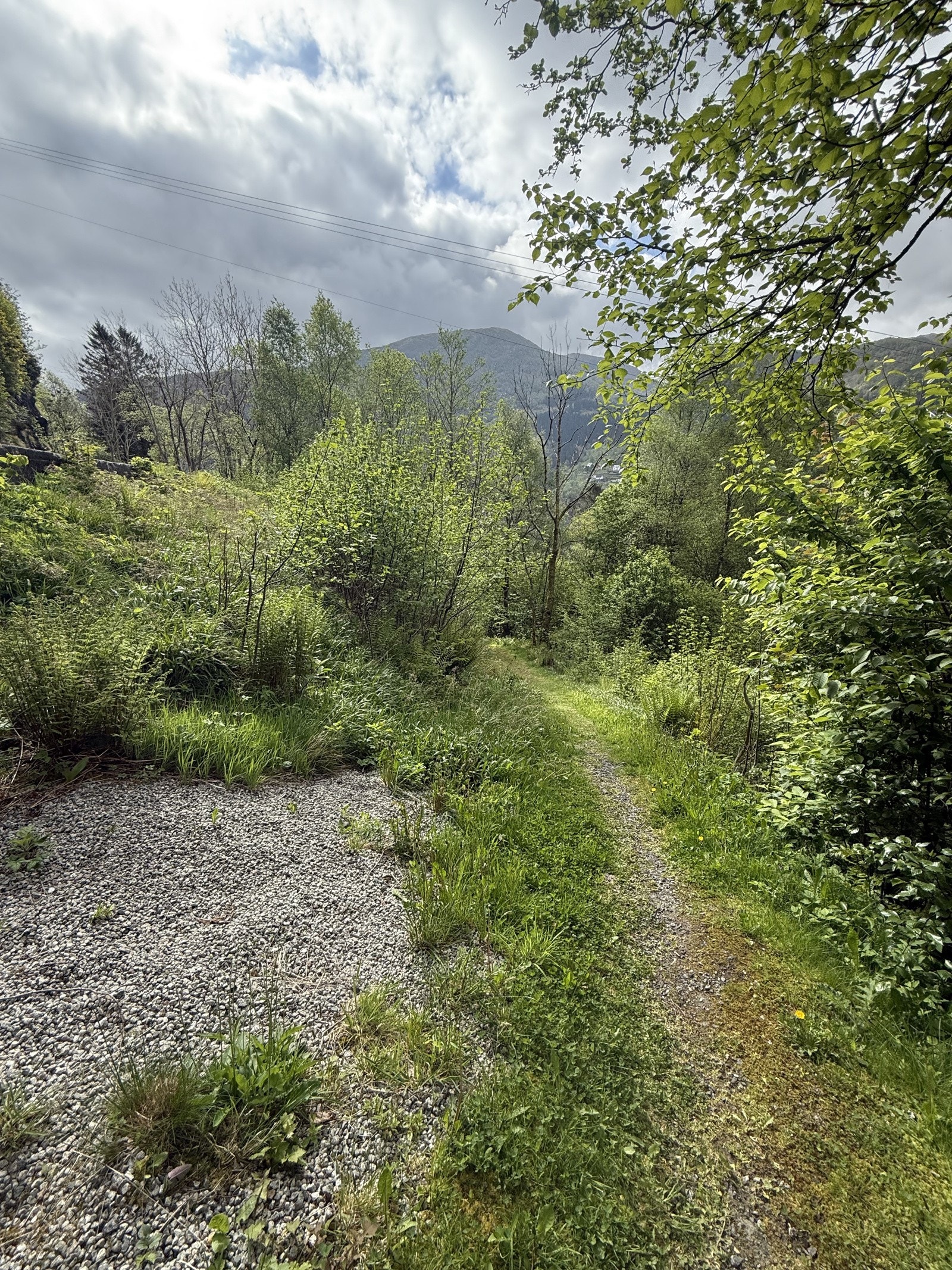 IMG_8462 Galleribilde