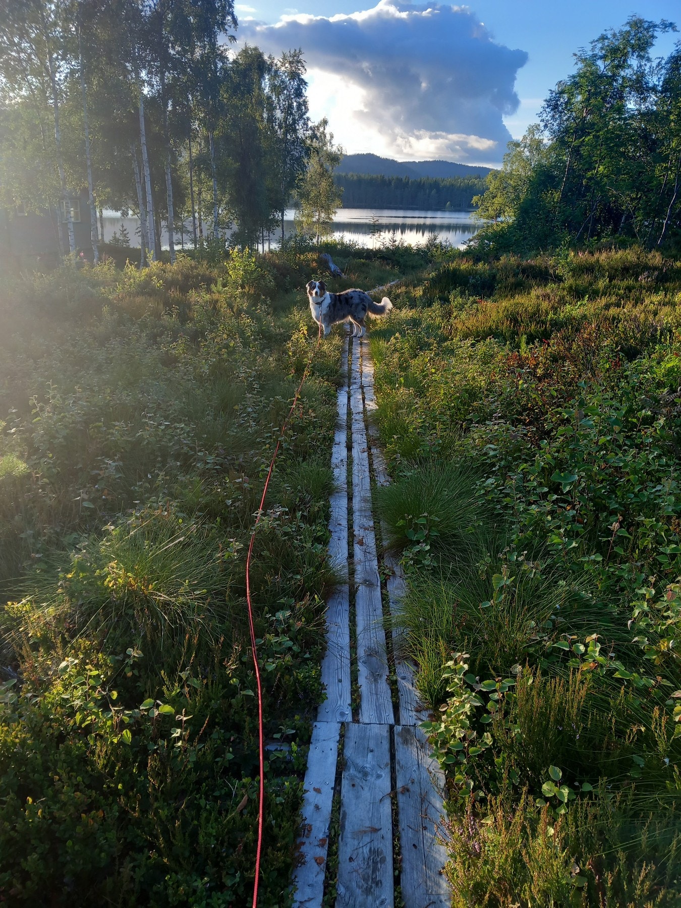 Selgers bilde. Galleribilde