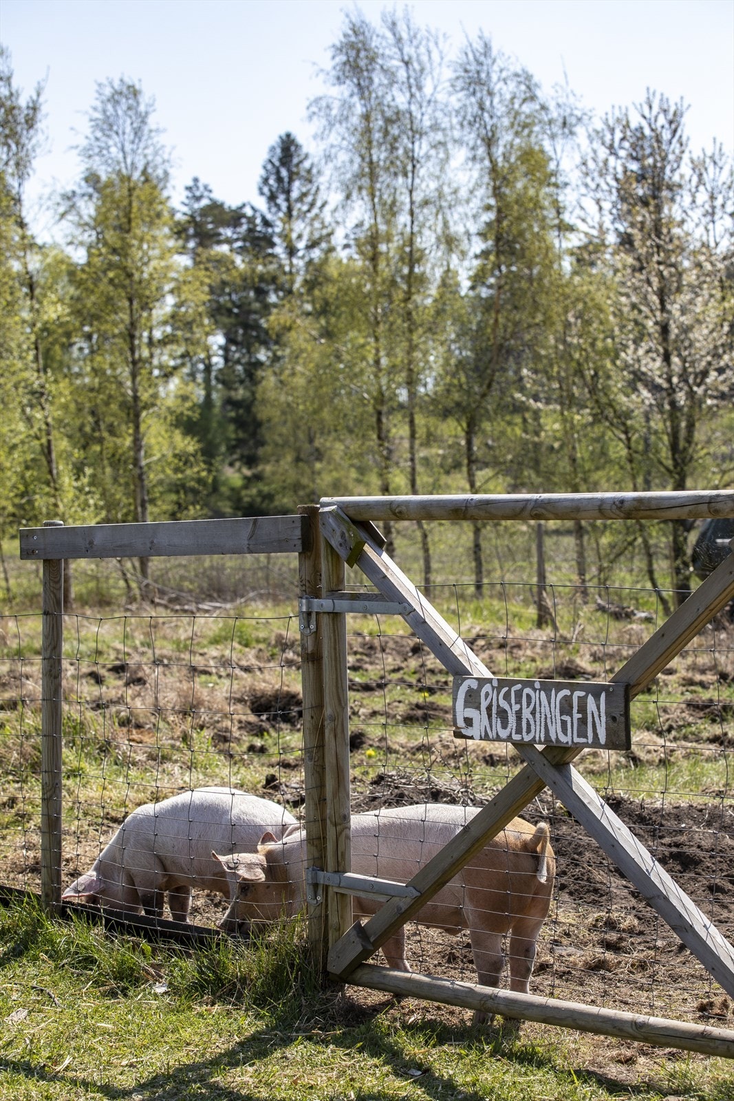 Bilde fra da eier hadde griser på gården Foto: Lise Mari Stang Jacobsen Galleribilde