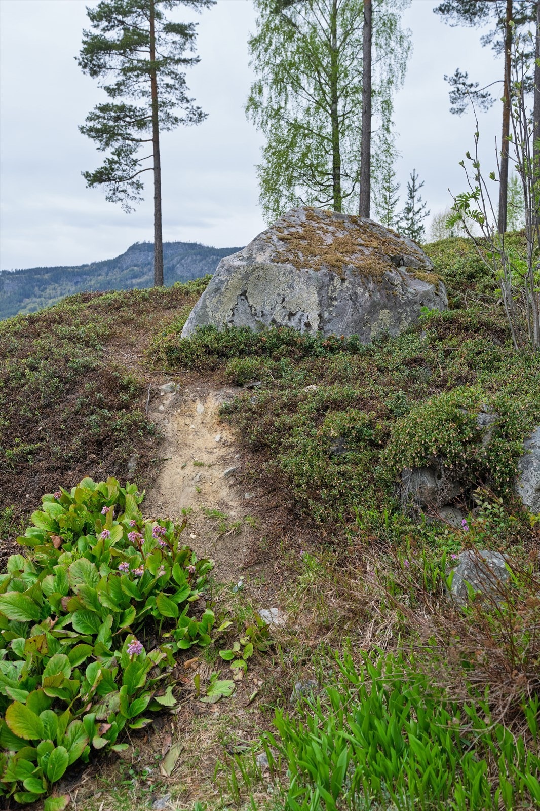 Tomten er pen og grenser til skogen på oversiden så her kan du gå på tur rett utenfor døra. Galleribilde