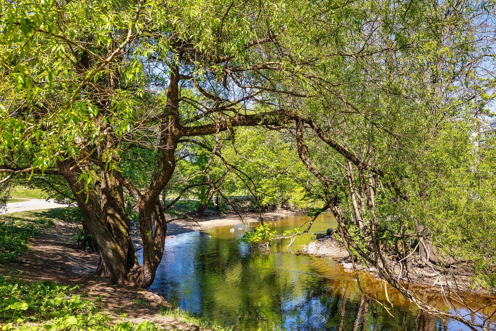 Grønne lunger rett utenfor døren. Galleribilde