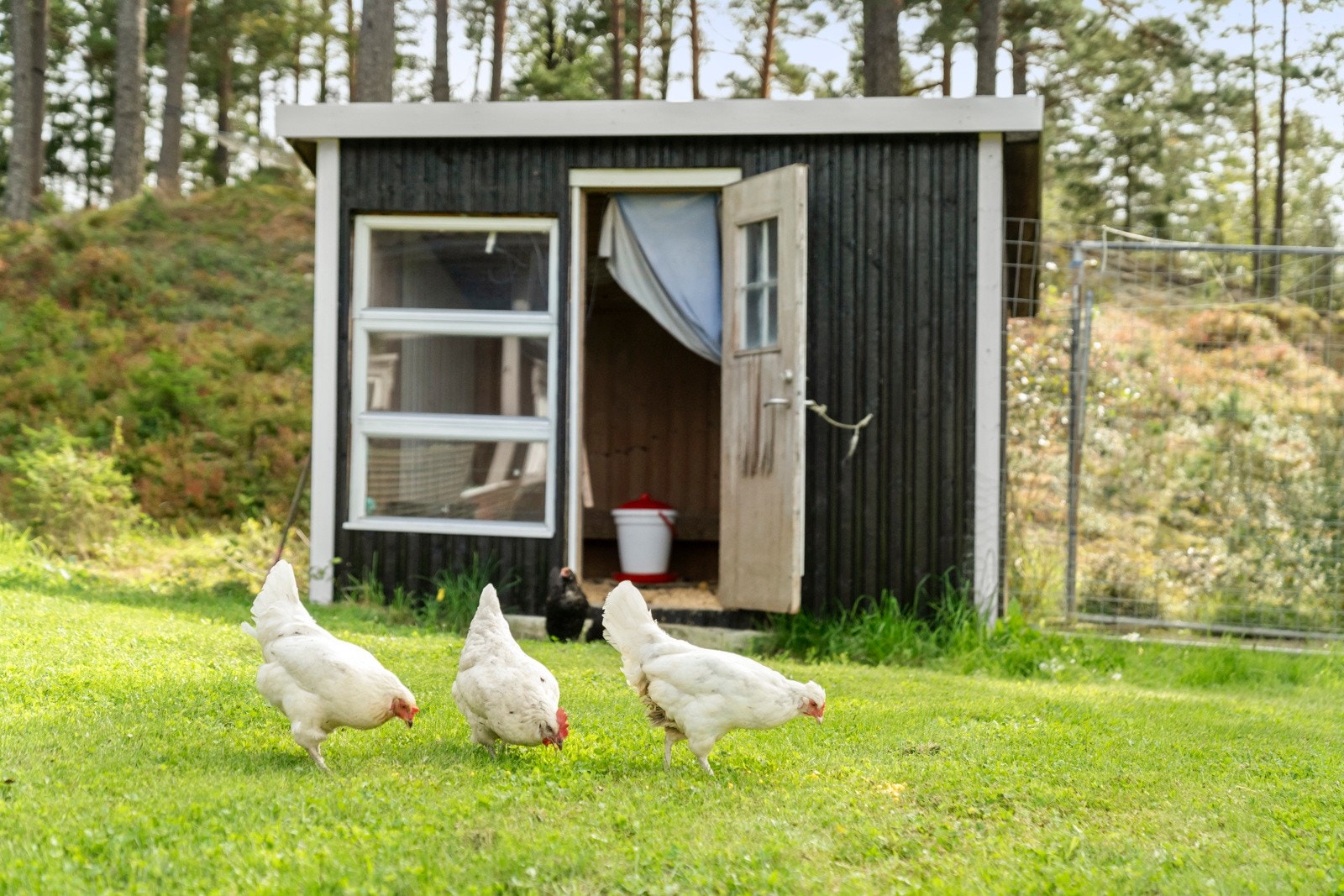 Hønsehus. Galleribilde