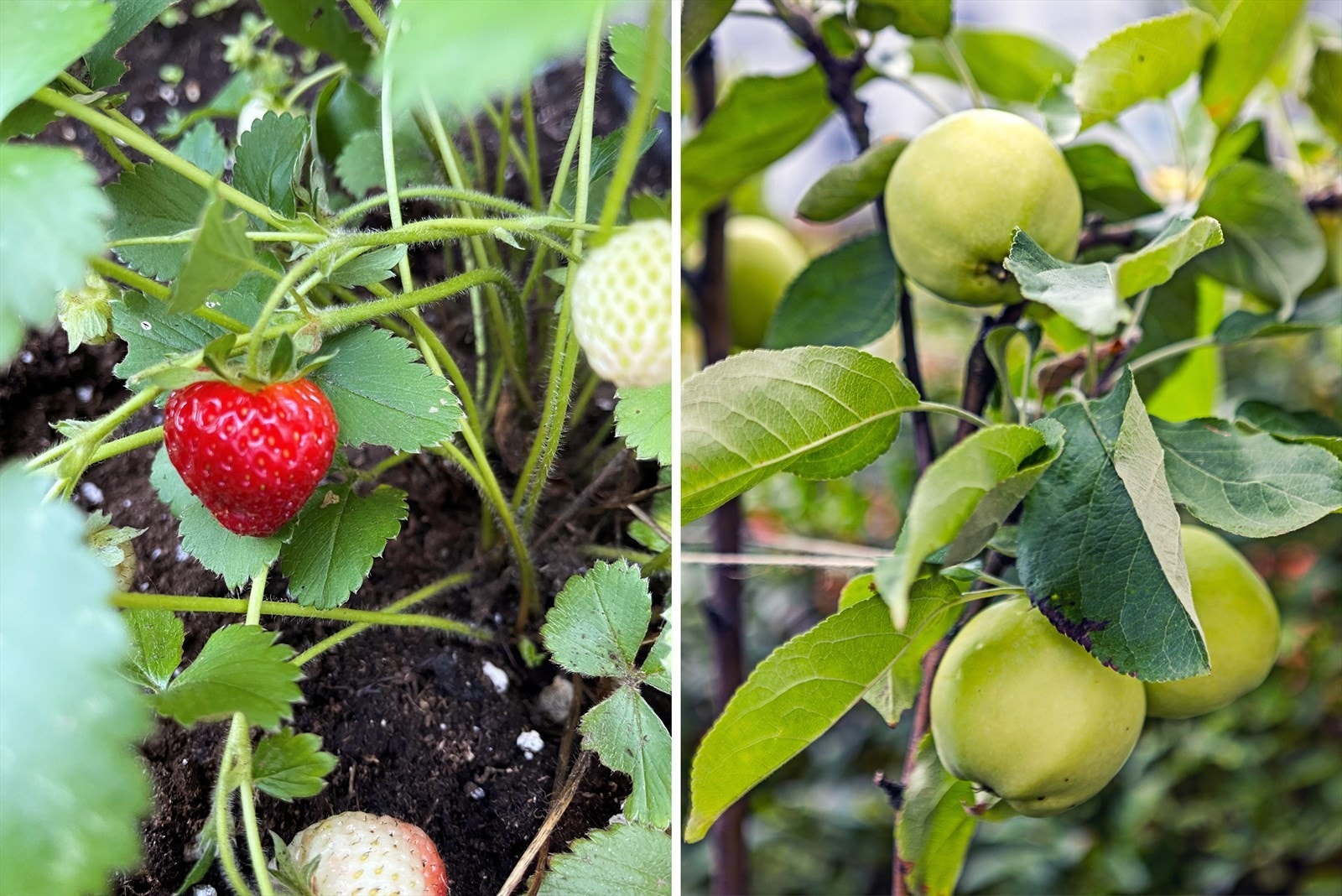 I hagen kan du finne bærbusker, krydderplanter og et lite epletre. Her kan du skape din egen grønne oase! Galleribilde