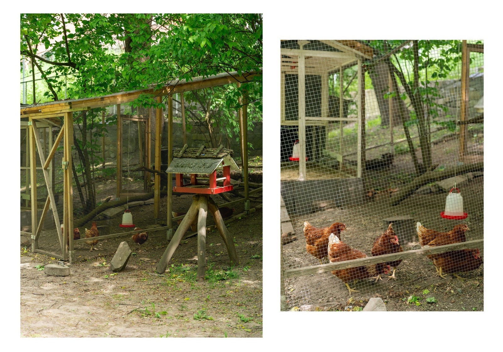 Hønene legger egg, og om du er med i "Hønegruppa" kan du få egg til helgefrokosten. Galleribilde
