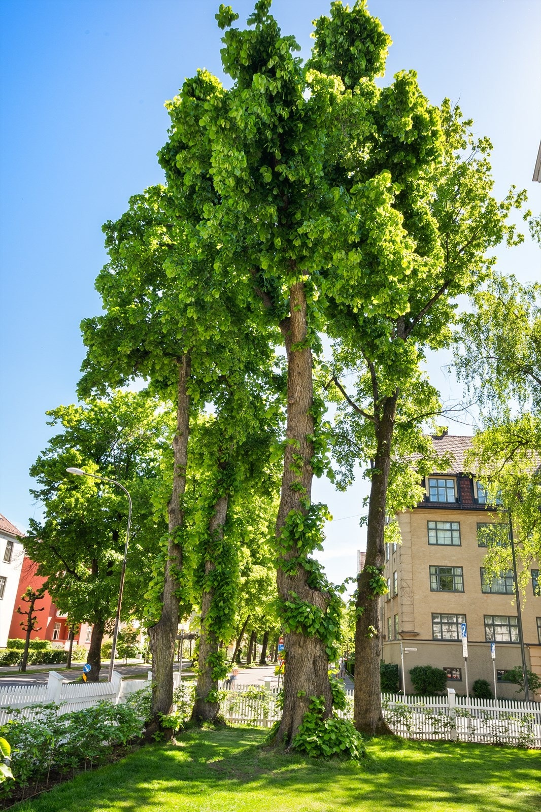Vakre, store løvtrær skjermer uteområdet og skaper en fredelig og naturskjønn stemning. Galleribilde