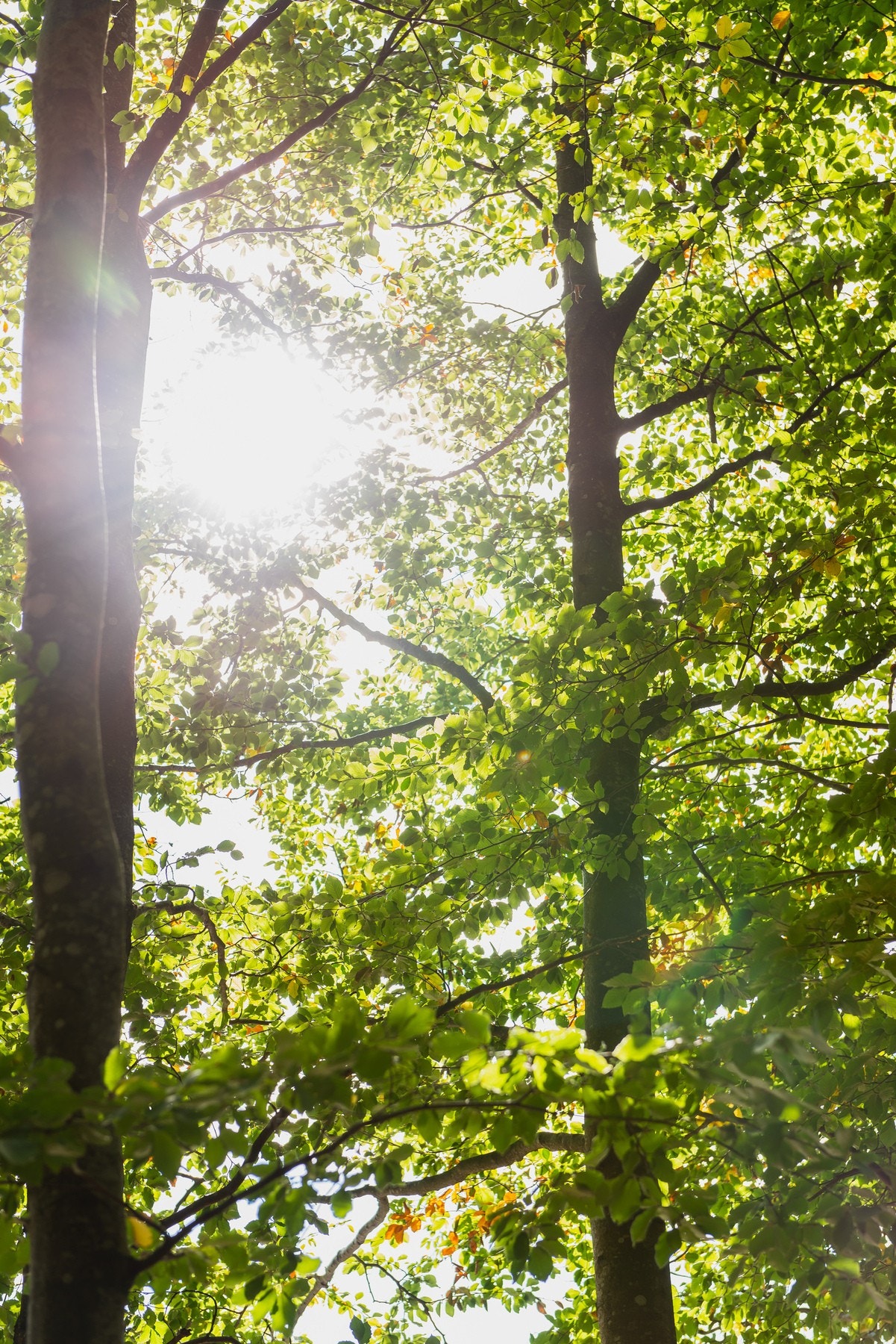 I Bøkeskogen kan du finne roen og nyte vakre turområder Galleribilde