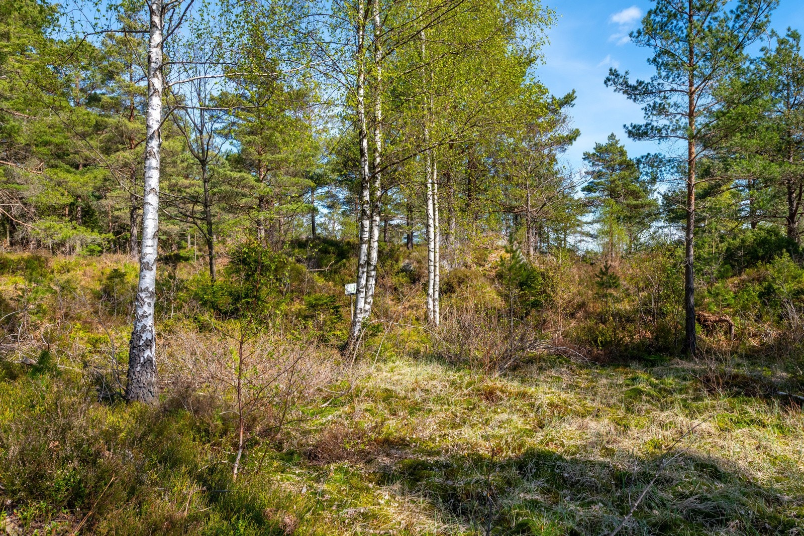 Tomt 10 Galleribilde