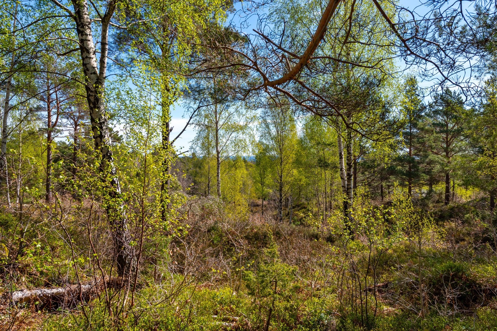 Utsikt fra tomt 10 Galleribilde