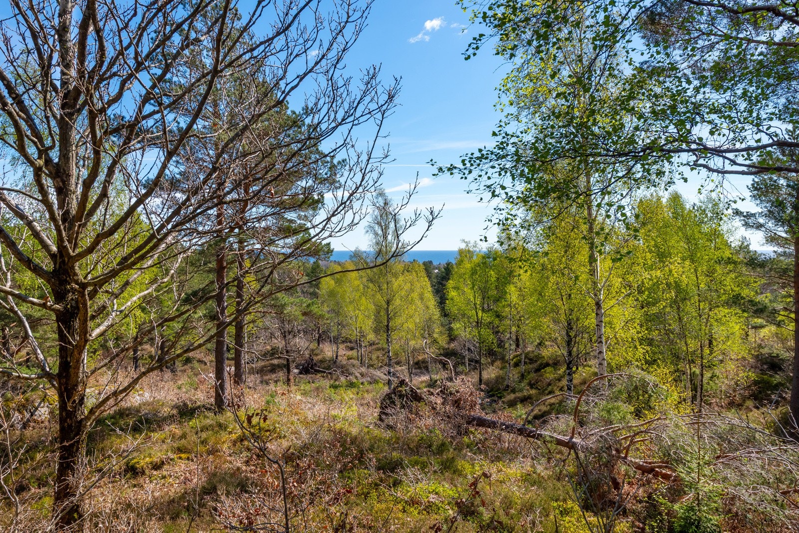 Utsikt fra tomt 11 Galleribilde