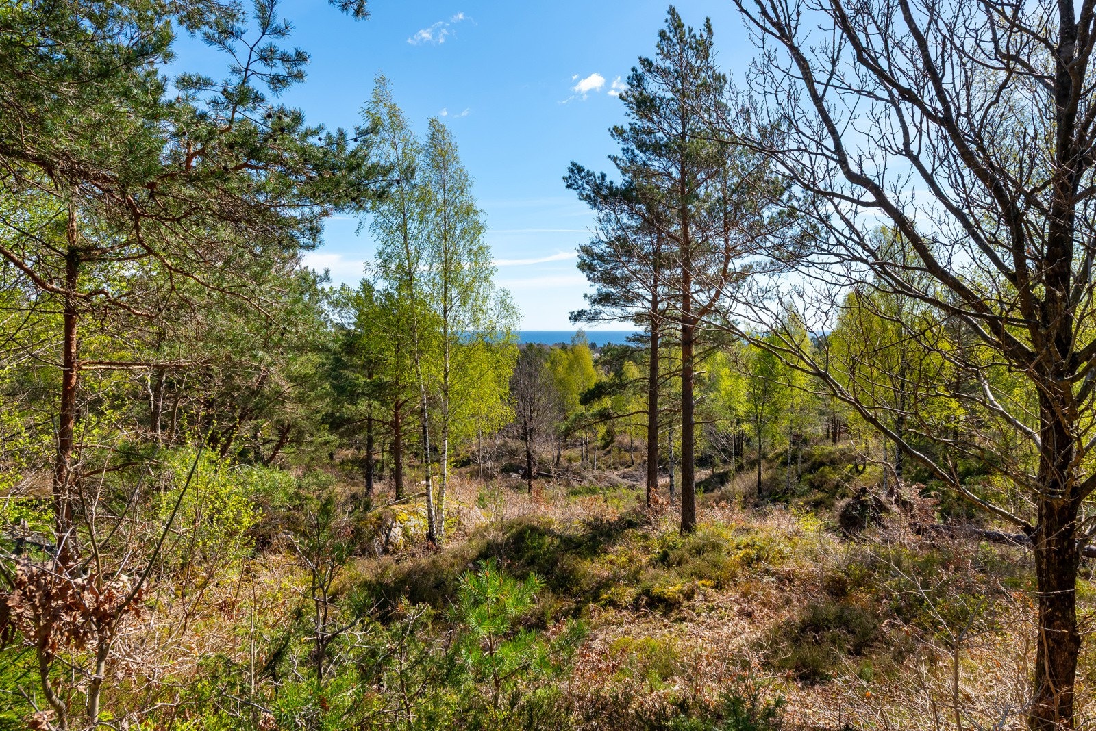 Utsikt fra tomt 11 Galleribilde