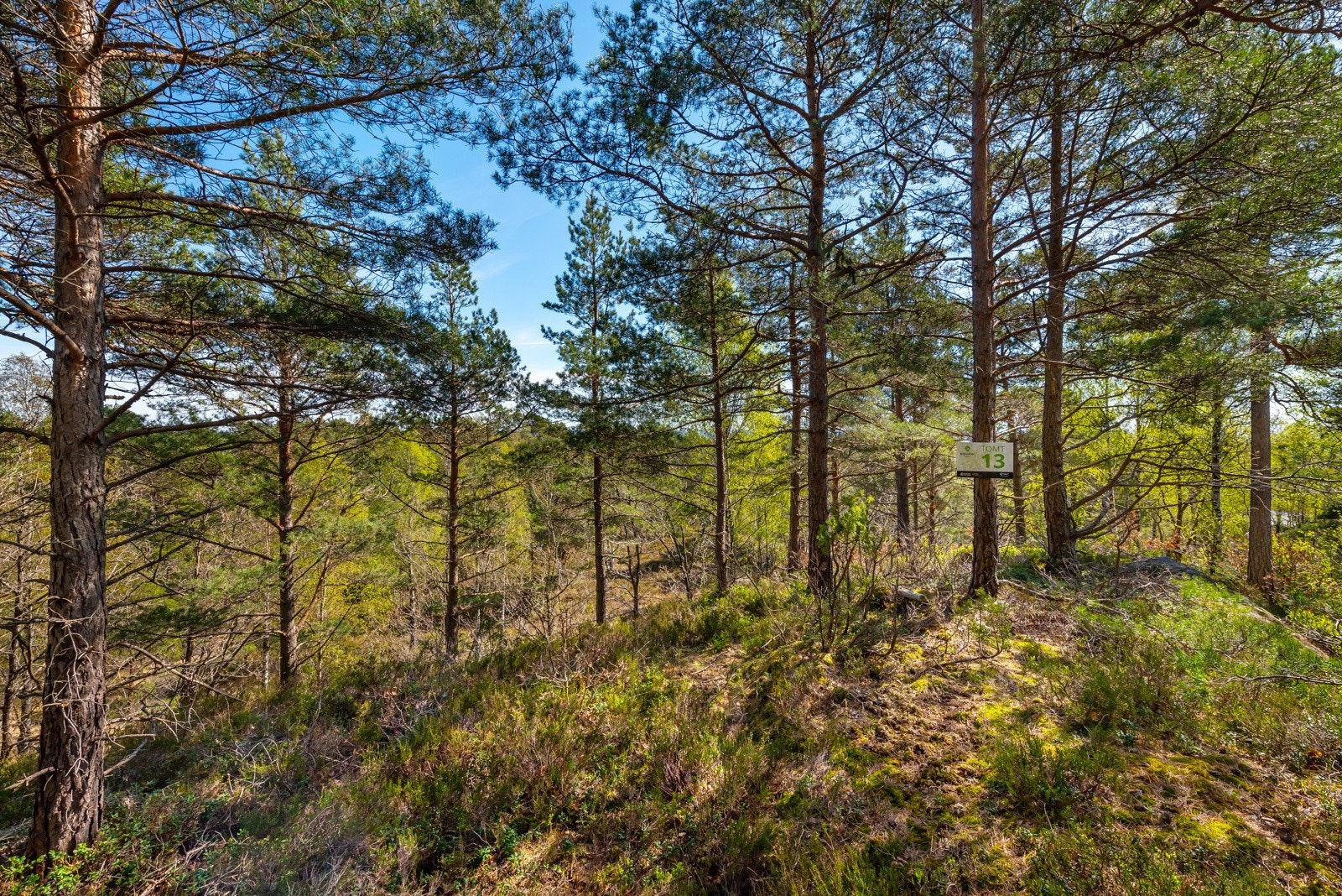 Tomt 13 Galleribilde