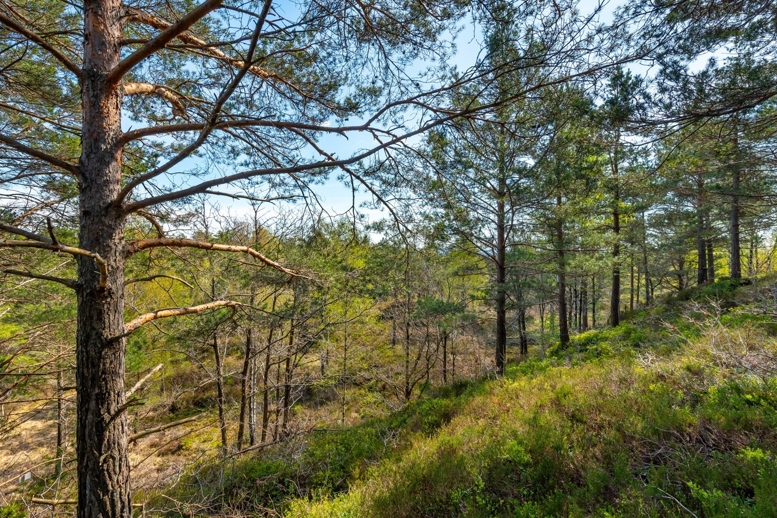 Utsikt fra tomt 14 Galleribilde