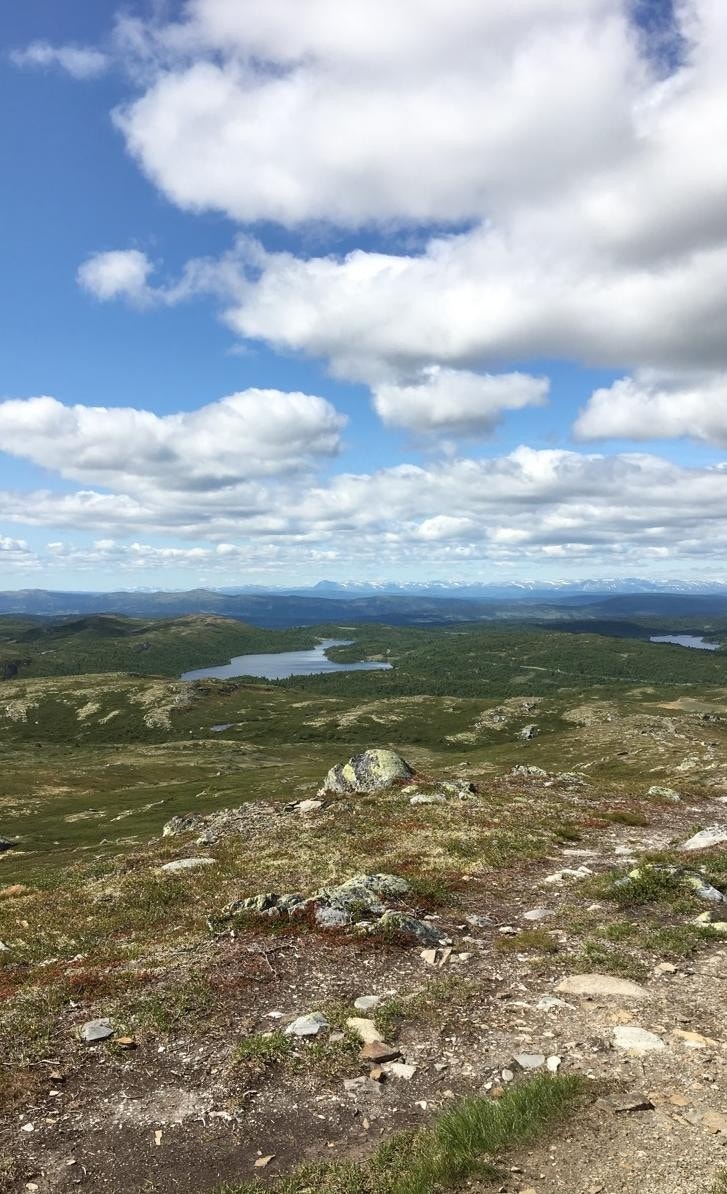 Fine turterreng Galleribilde