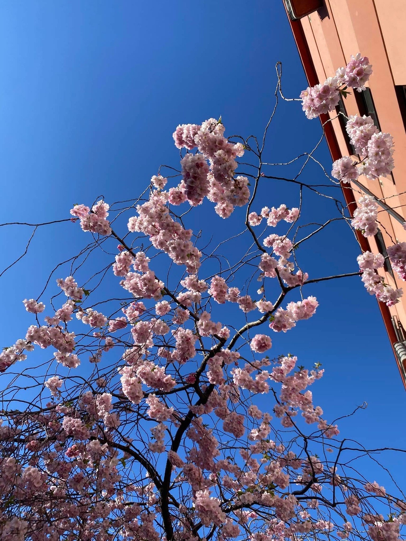Når våren gjør sitt inntog blomstrer det i gaten utenfor inngangsdøra. Se så fint! Galleribilde