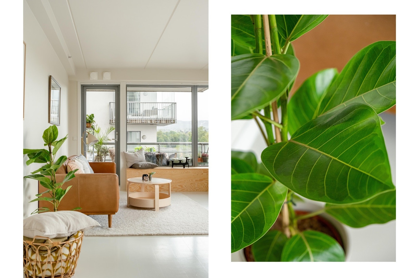 Selv om det er tidlig i annonsen klemmer vi til med et nærbilde av en plante vi altså. Galleribilde