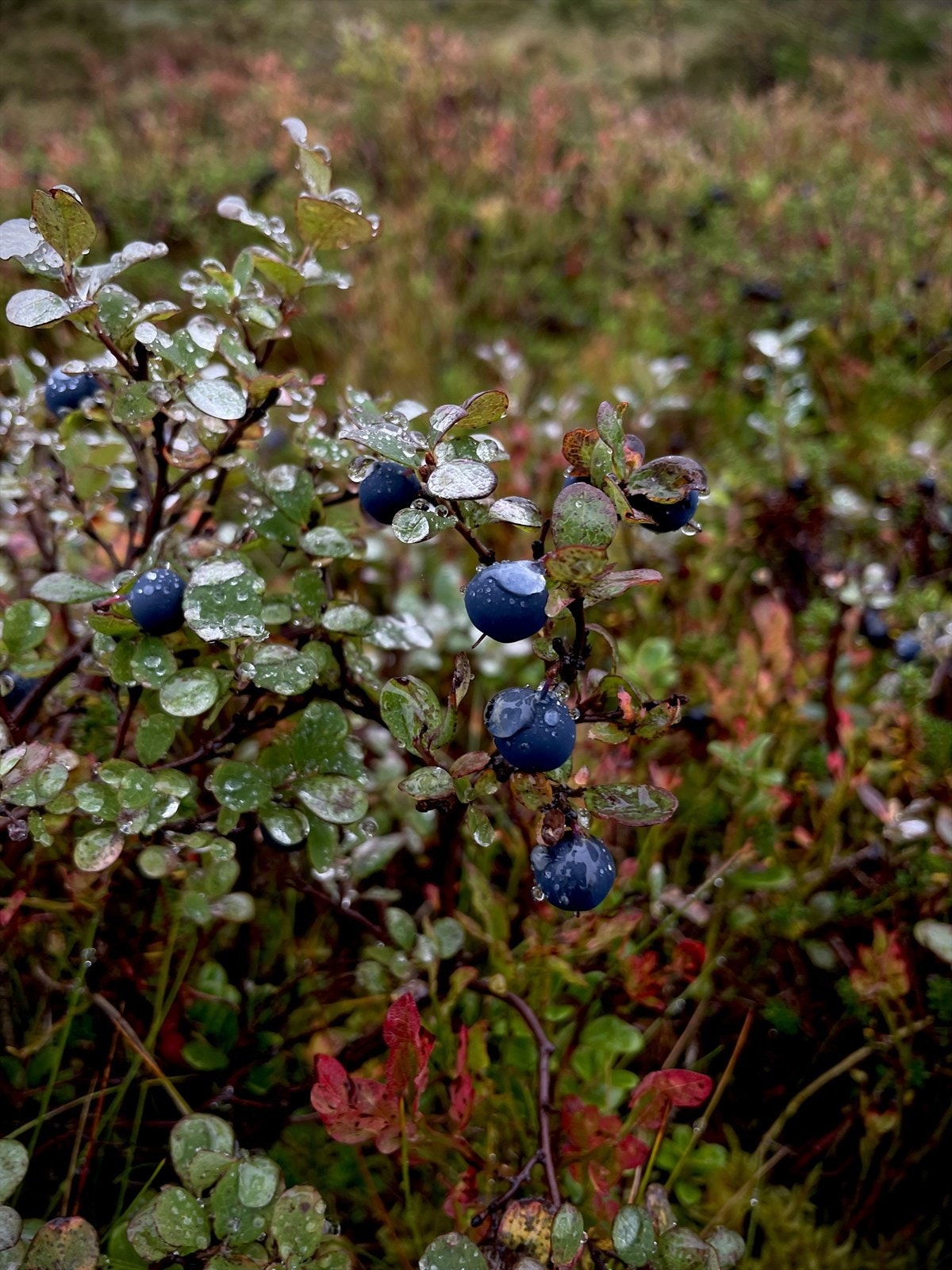 Blåbær -og tyttebærlyng og fine turstierstier rett ved hytta. Galleribilde
