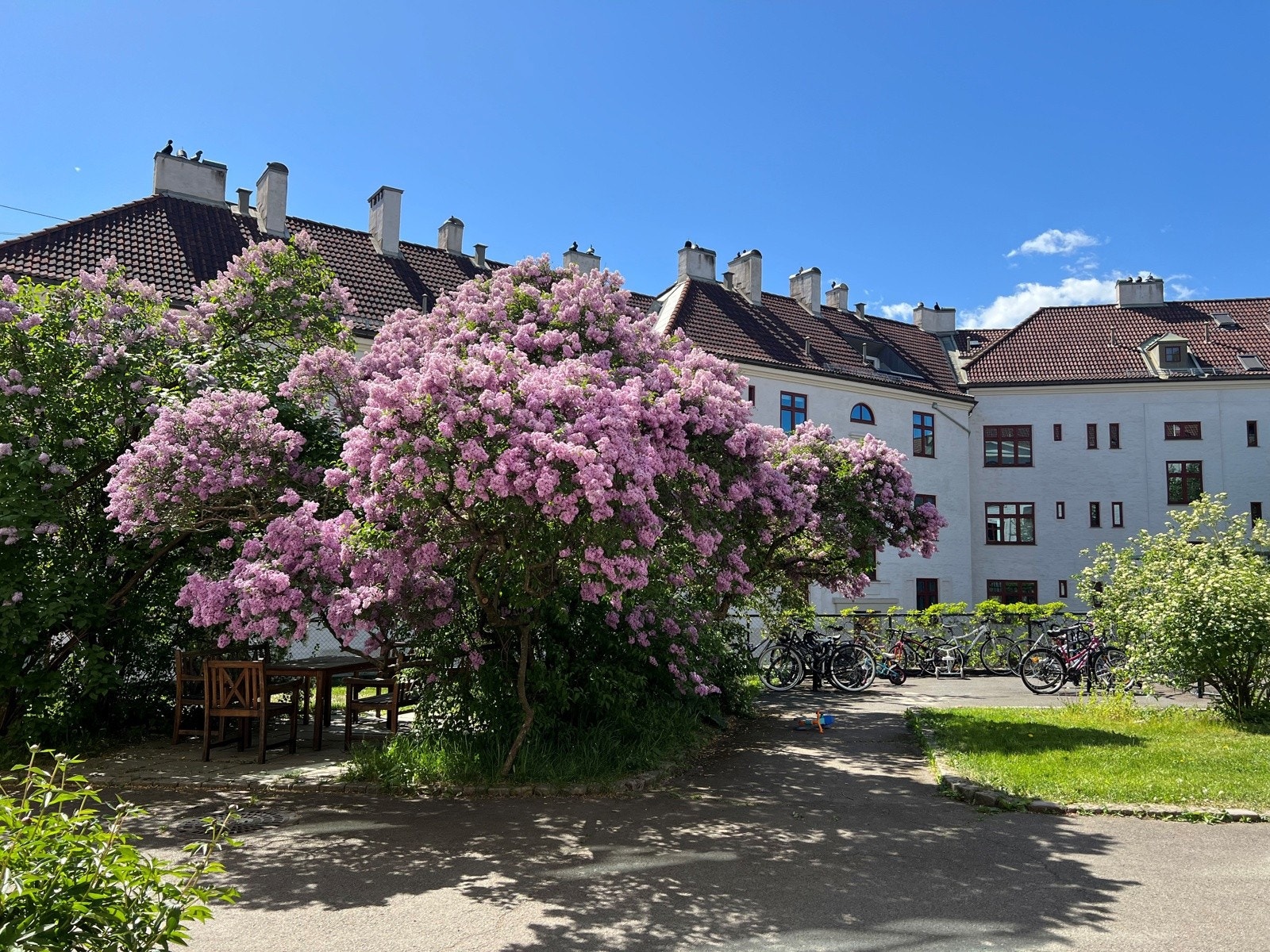 Nydelige syriner er det første som møter deg når du går inn i borettslaget. Galleribilde