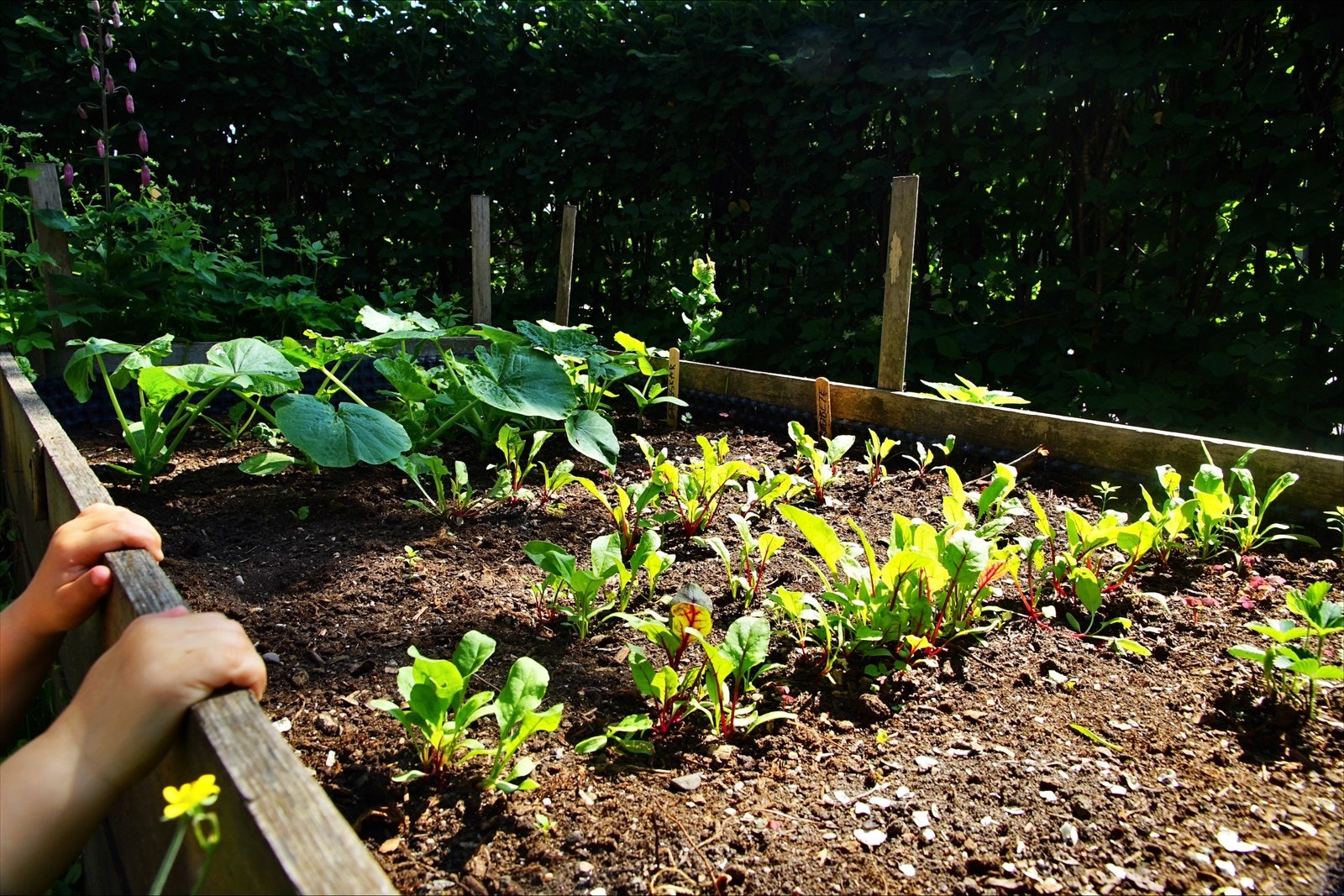 Har du grønne fingre? Da vil du sette pris på urtehagen! Galleribilde