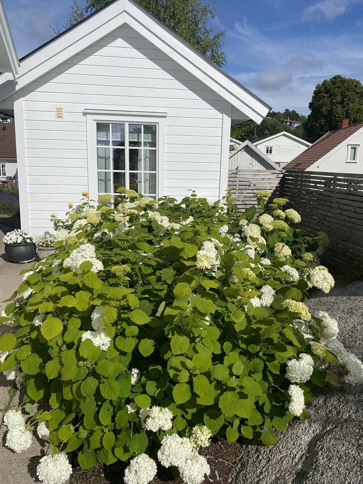 Nydelig Annabelle Hortensia Galleribilde
