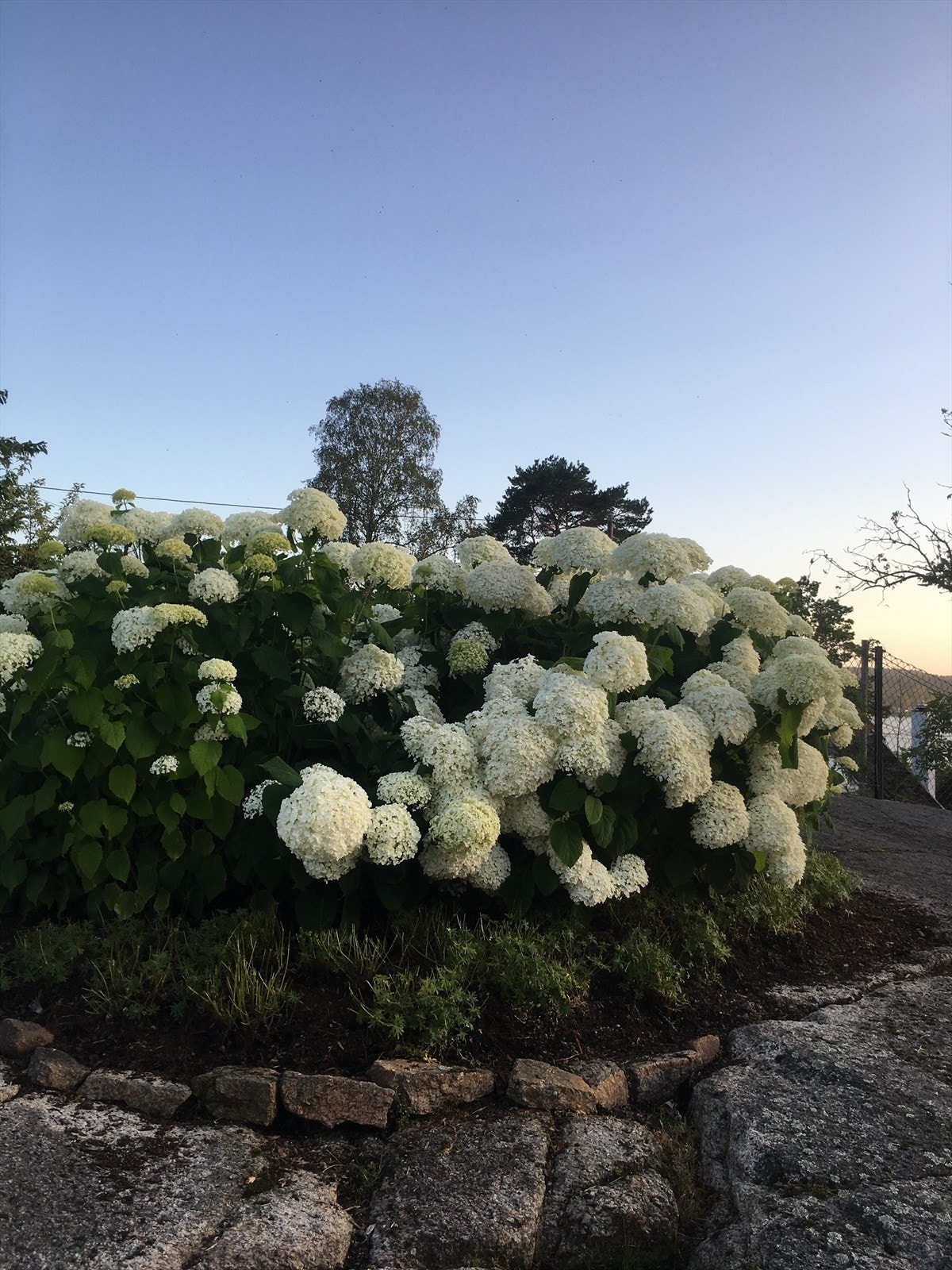 Annabelle Hortensia på fjellet mot sjøen Galleribilde