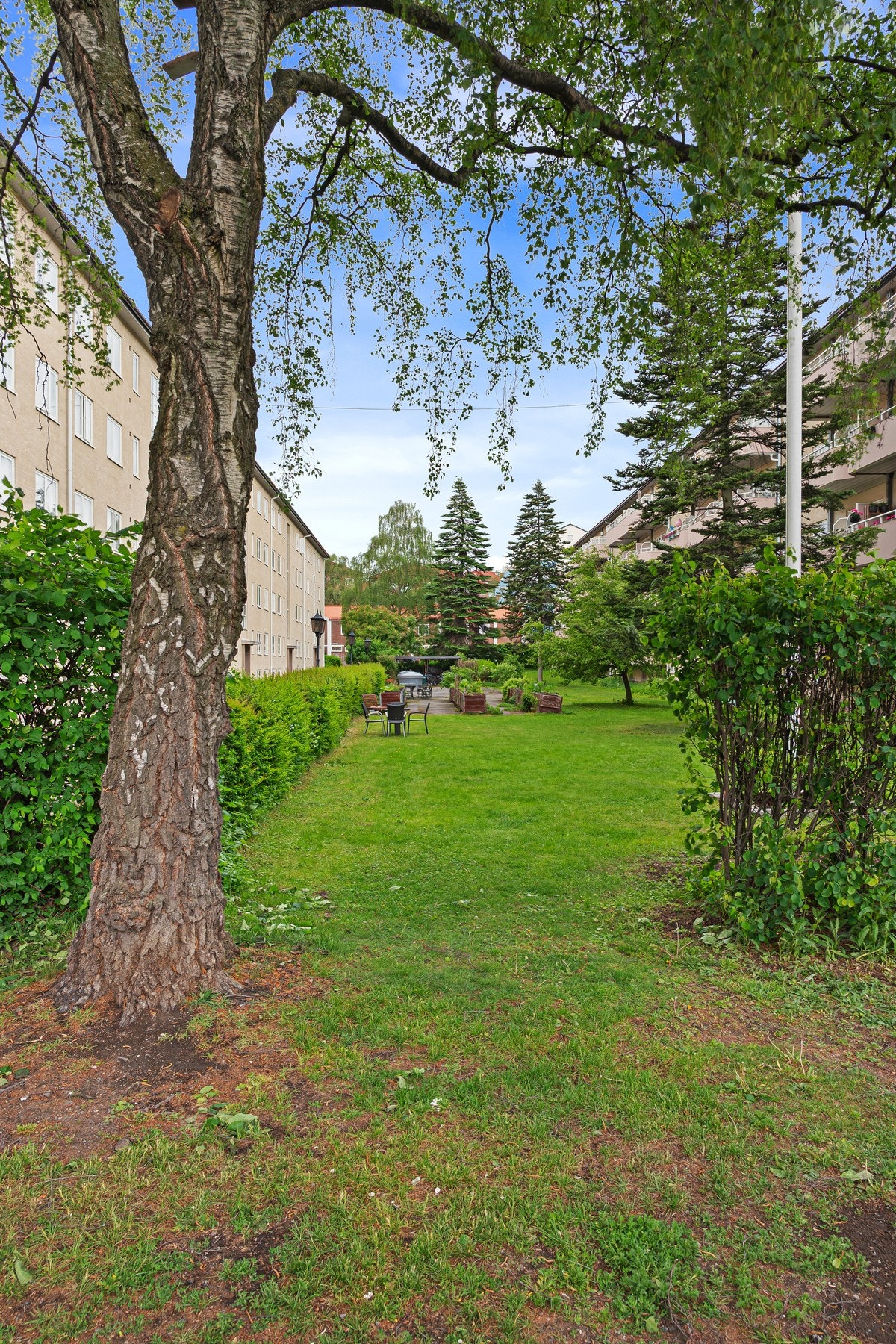 Frodig gressplen og variert beplantning som skaper en grønn og hyggelig atmosfære. Galleribilde