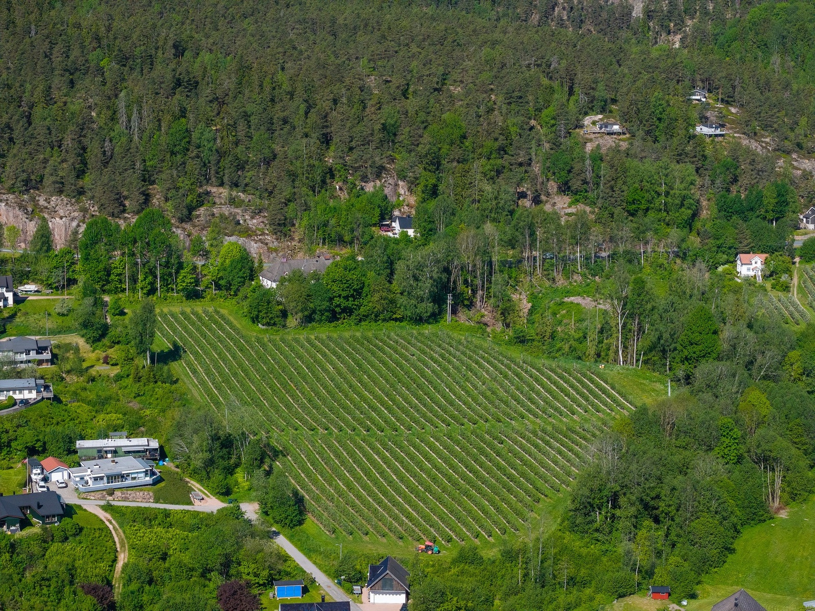 Dronebilde, med en frodig eplehage i forkant av tomten Galleribilde