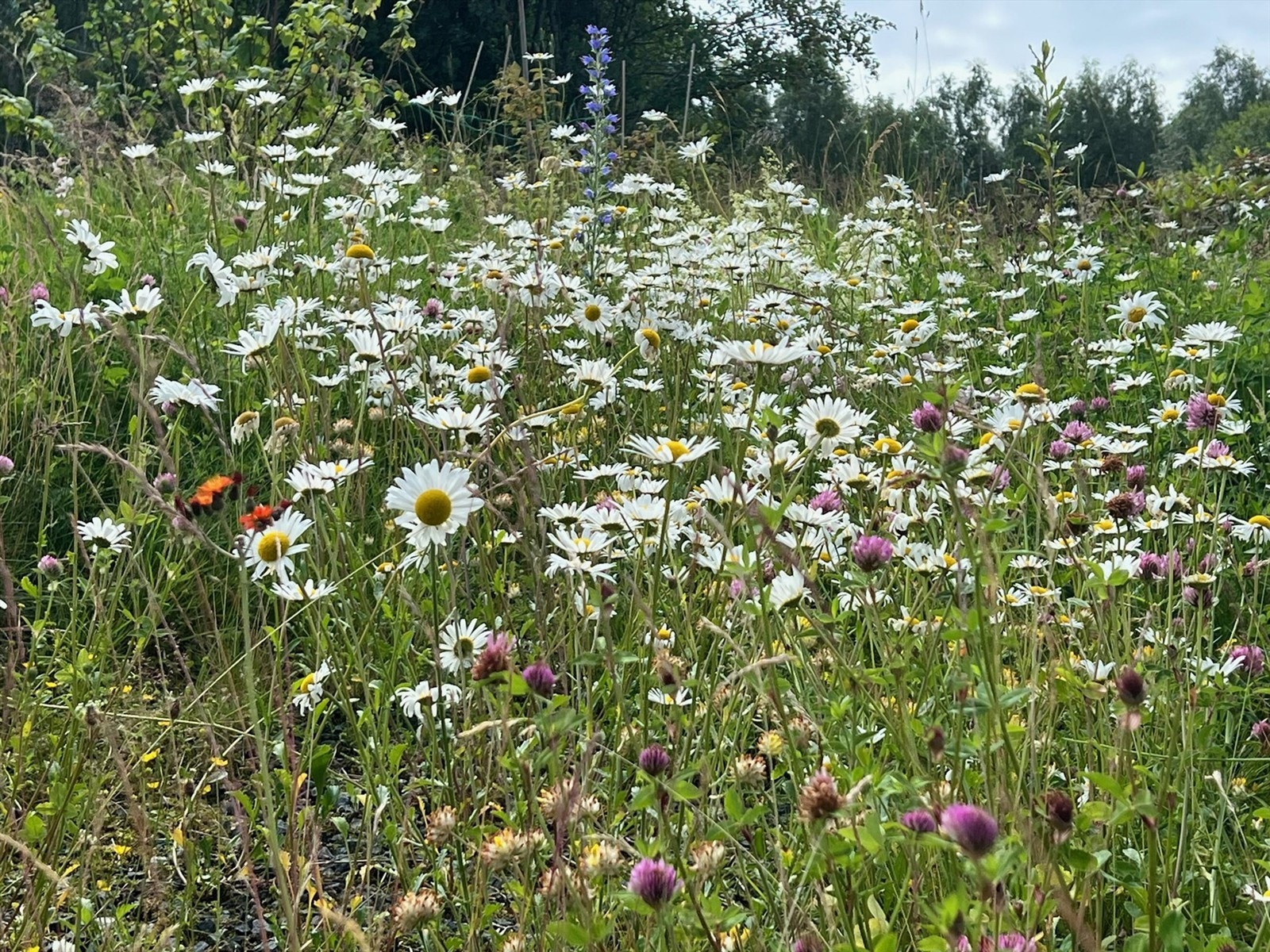 Selgers egne bilder av flotte beplantinger i området. Galleribilde