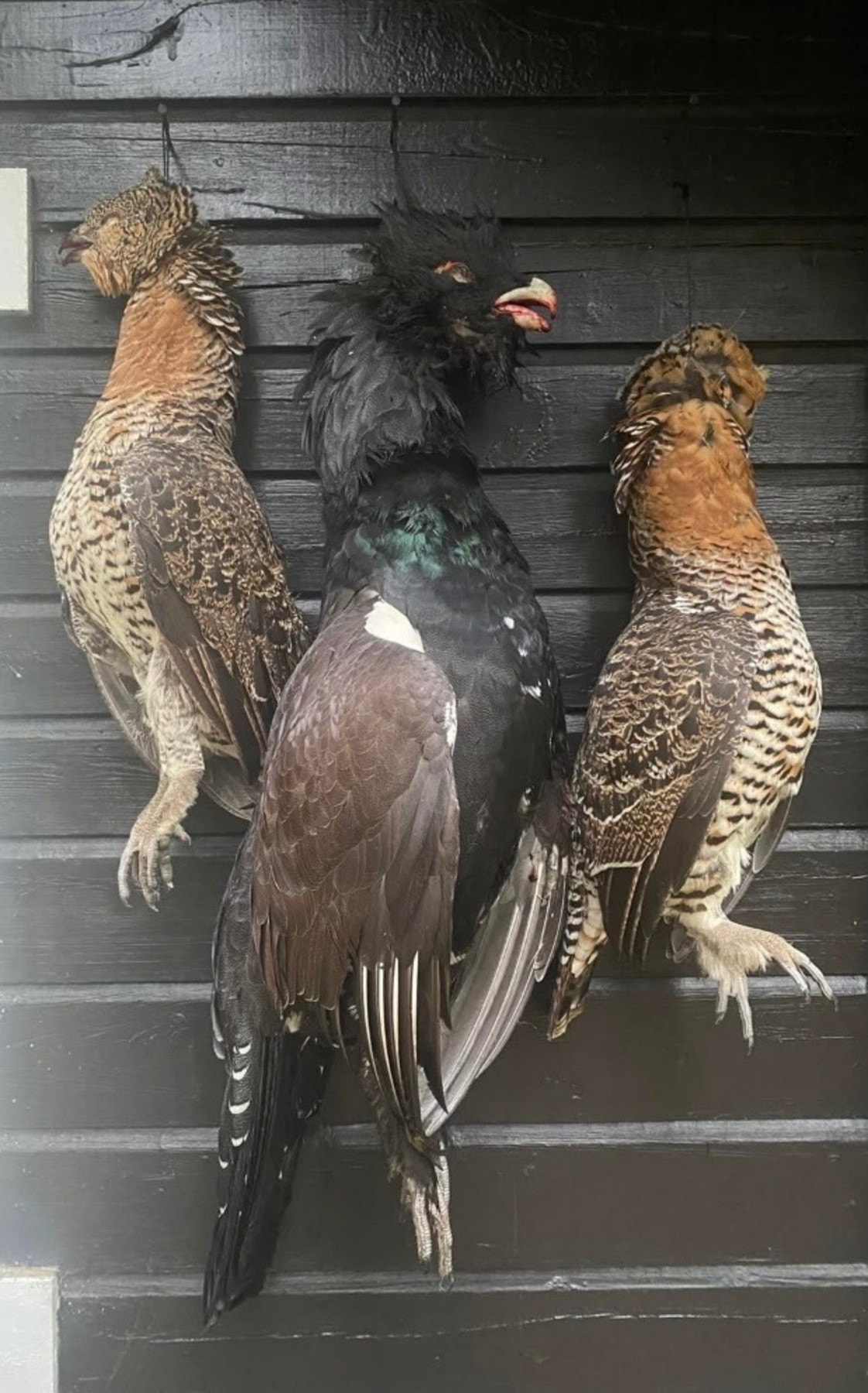 Selgers private bilde. Galleribilde