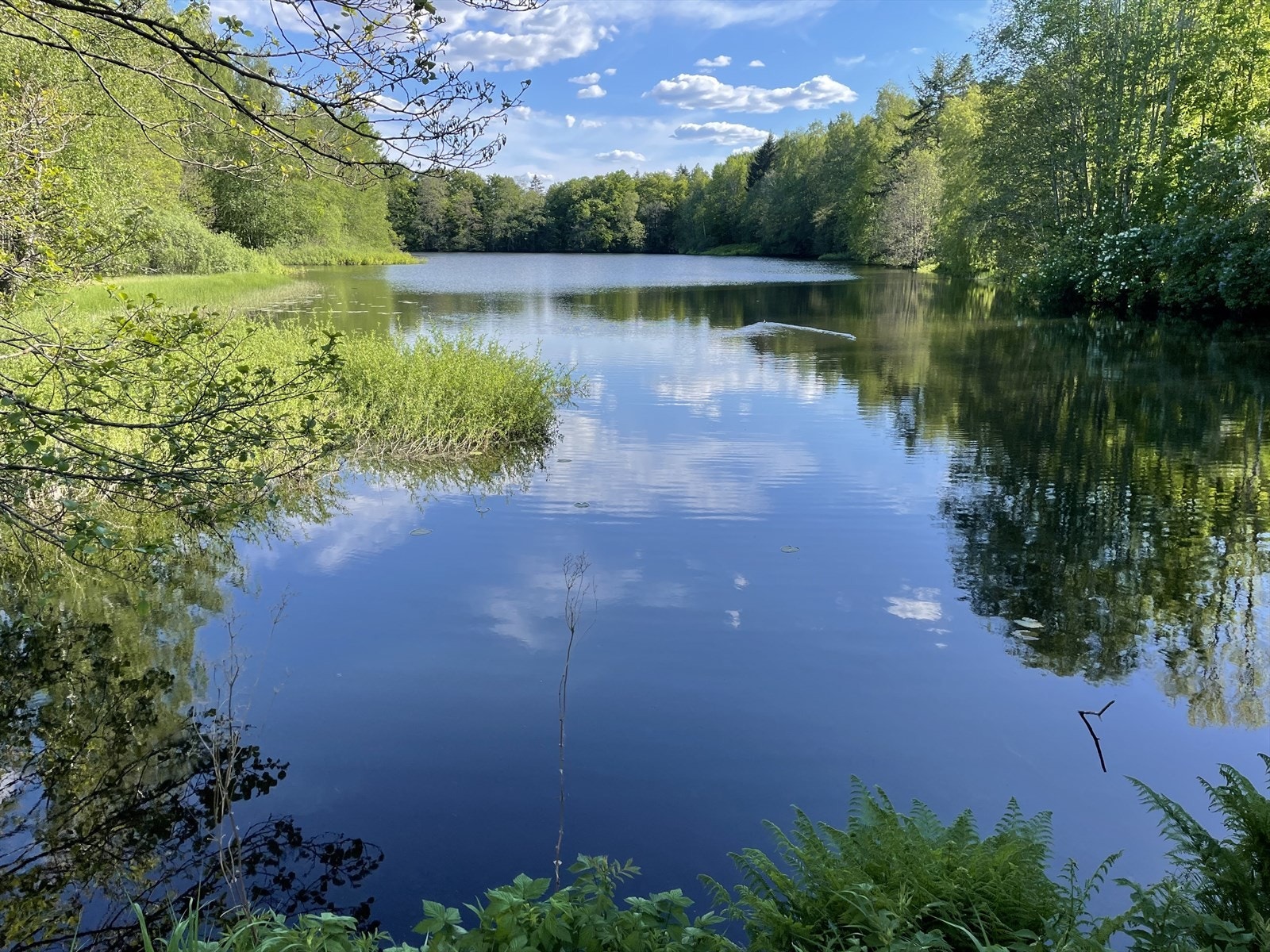 Nærområdet (privat foto). Galleribilde