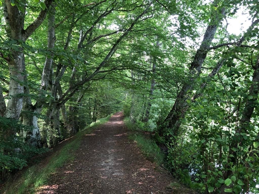 Bøkeskogen og Blylagsdammen (privat foto). Galleribilde