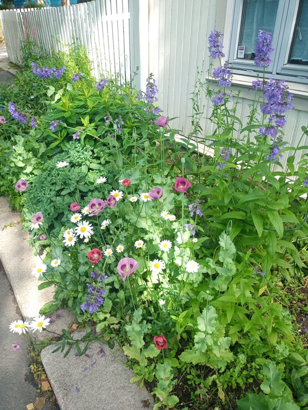 Dette er på utsiden mot Kongsberggata, der selger selv planter steller i bedet. Galleribilde