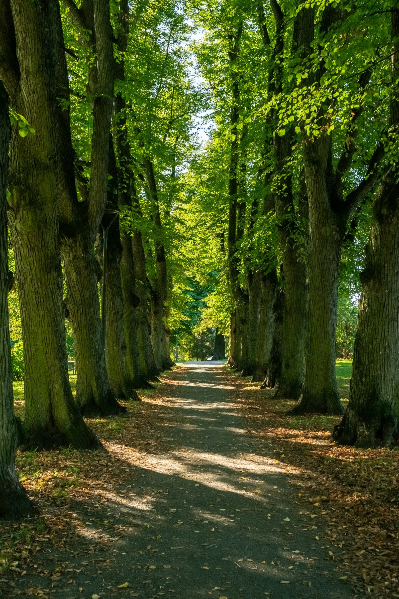 Dette er en vakker park med ærverdige, gamle eiketrær. Galleribilde