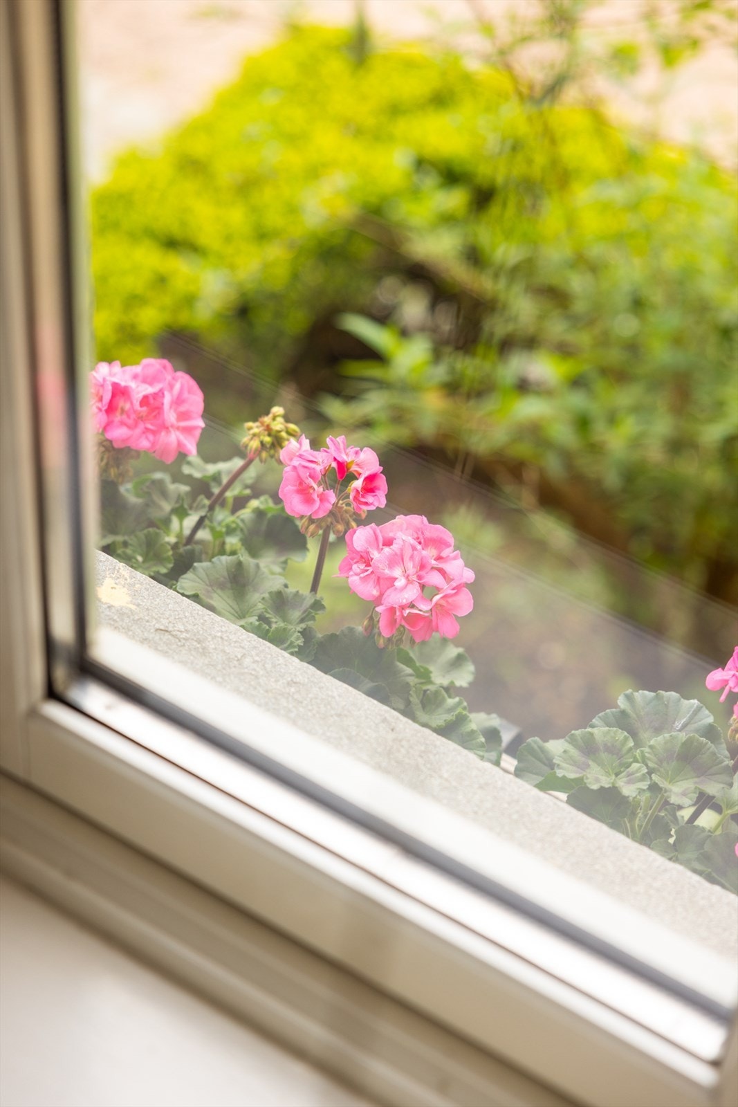 Blomsterkasser på utsiden av vinduene mot bakgården Galleribilde