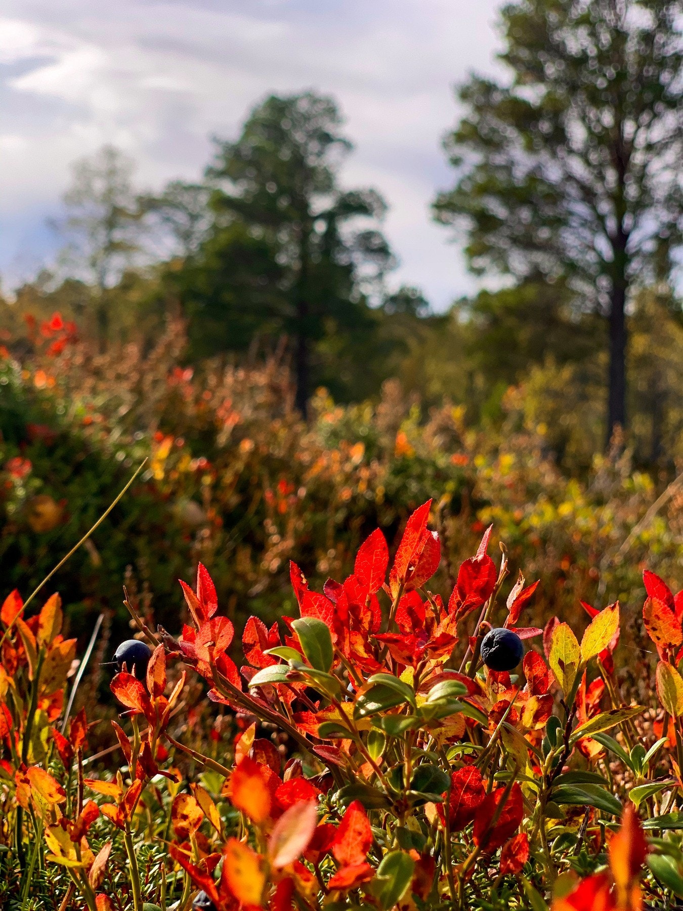 EIE eiendomsmegling Galleribilde