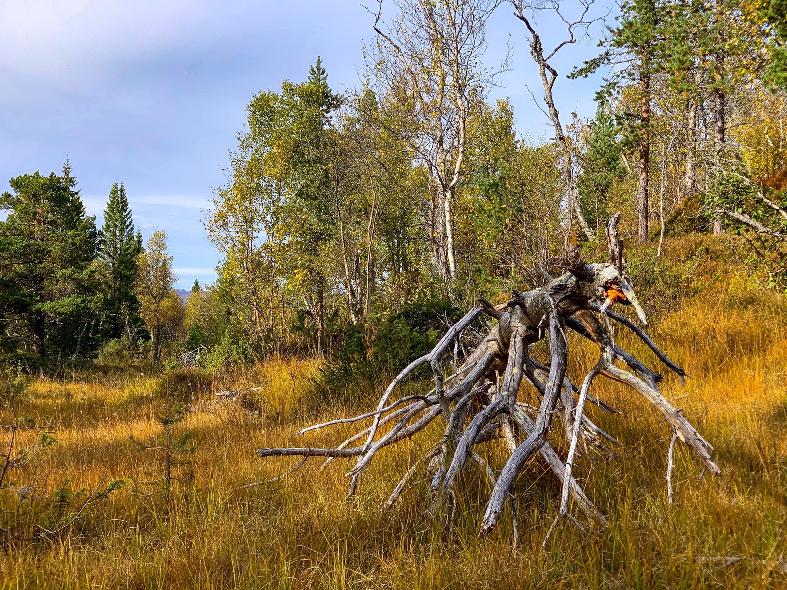 EIE eiendomsmegling Galleribilde