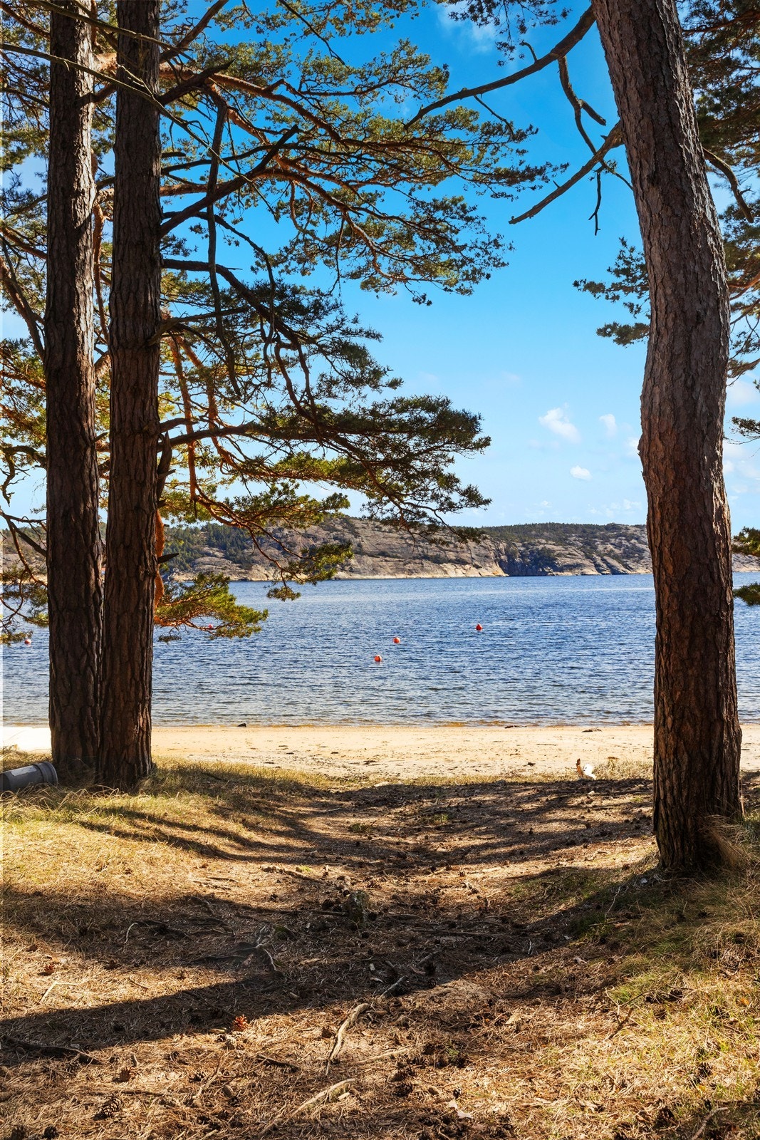 Flotte turstier gjennom skog og sletter rett i nærheten Galleribilde