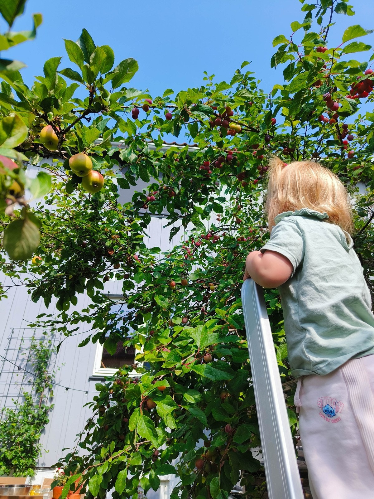 Det er flere frukttrær i hagen. Galleribilde